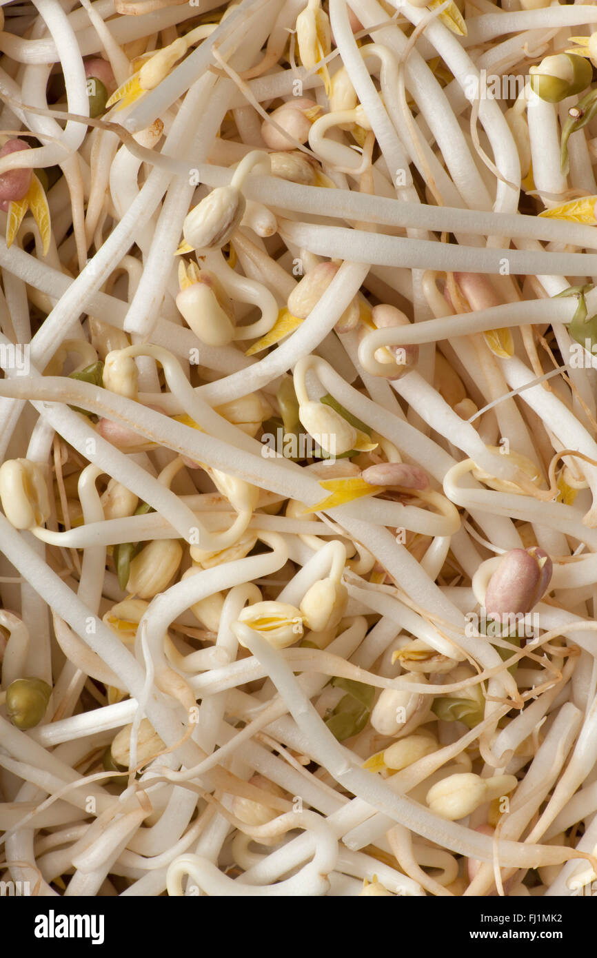 Fresh raw bean sprouts full frame Stock Photo