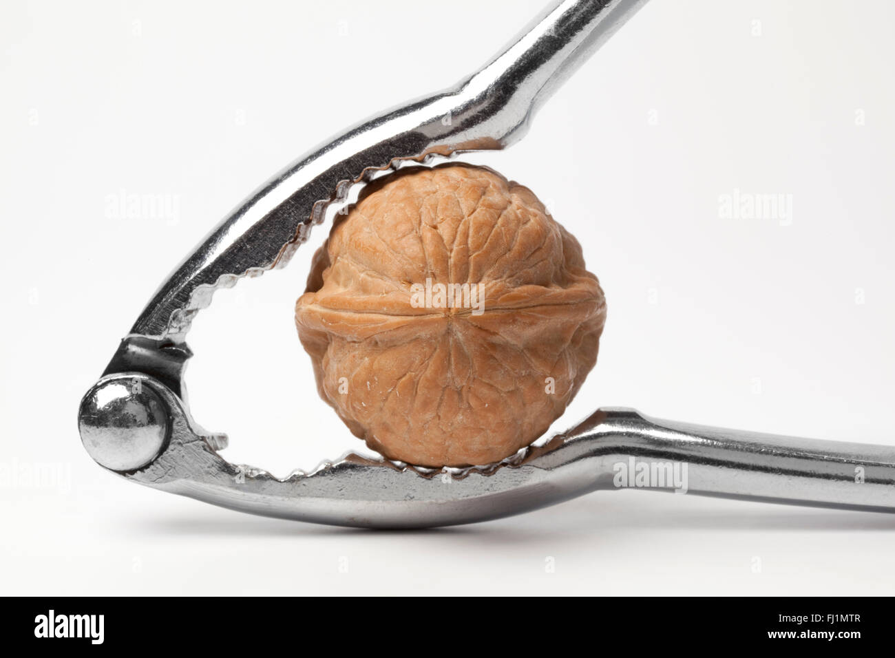 Whole walnut in a nutcracker on white background Stock Photo