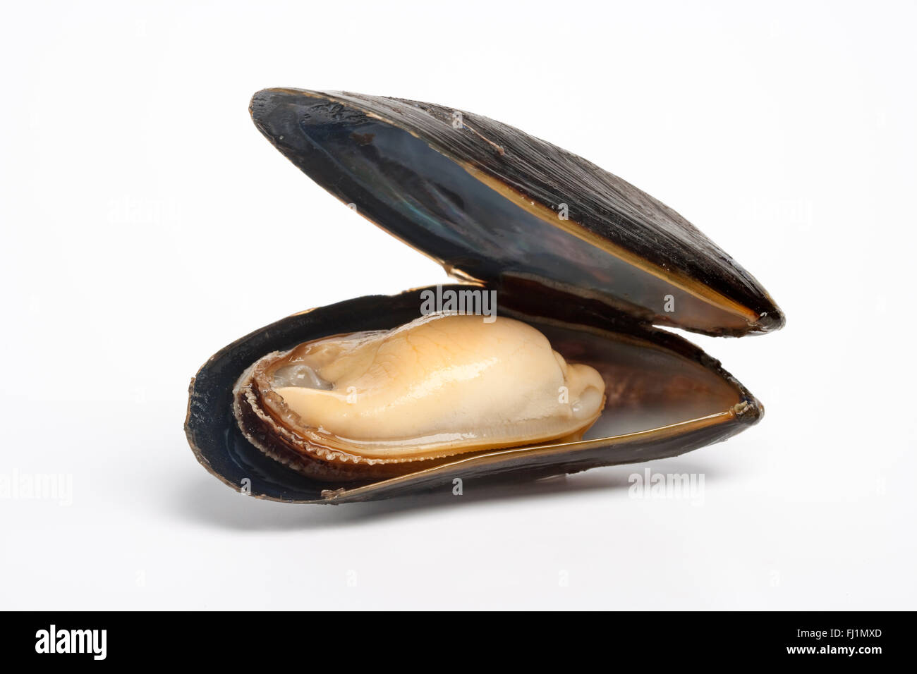 Single cooked mussel on white background Stock Photo
