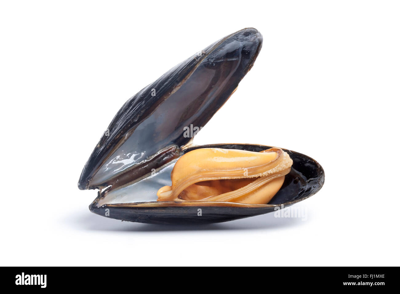 Single cooked mussel on white background Stock Photo