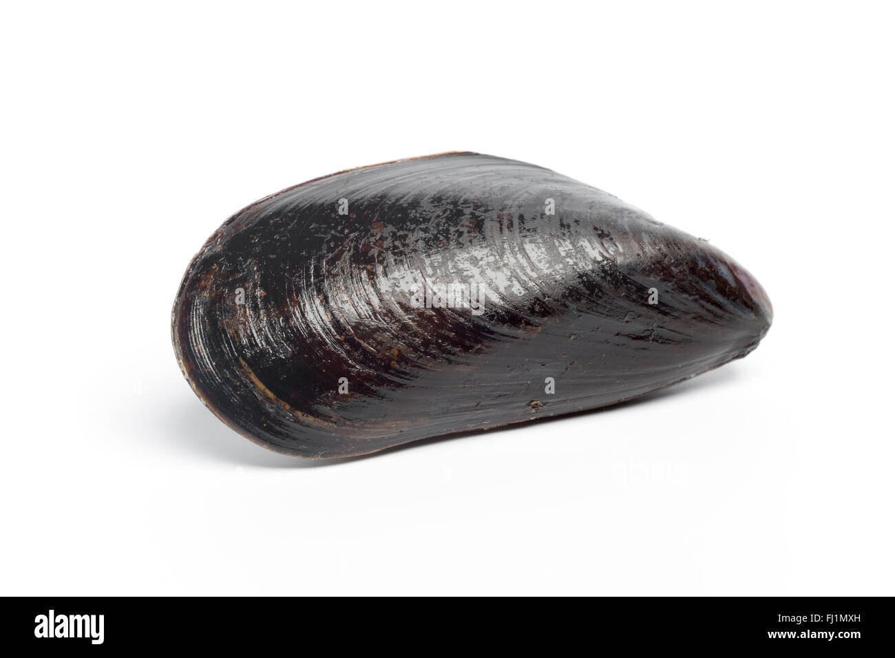 One fresh raw whole mussel on white background Stock Photo