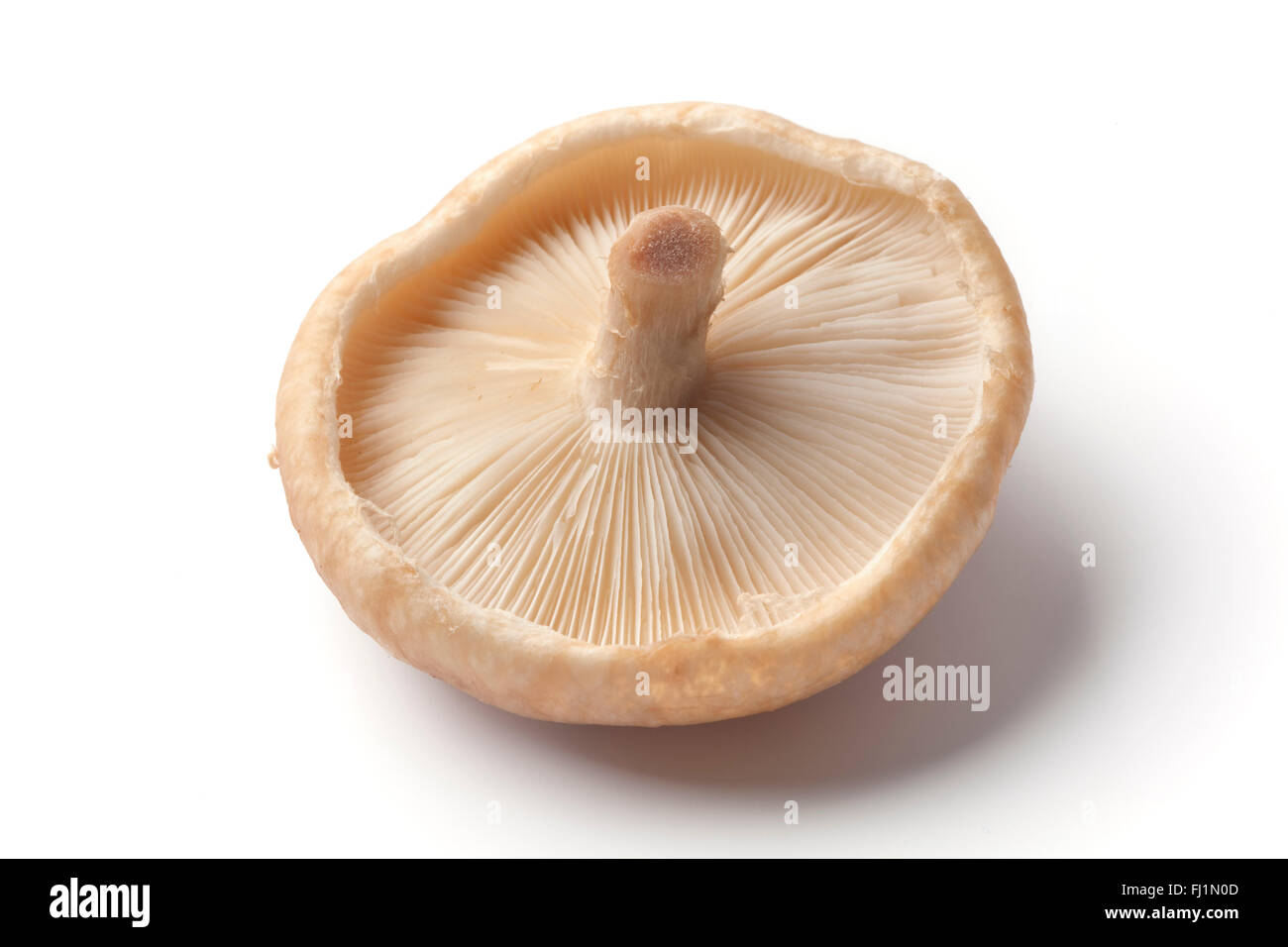 A selection of Shitake Mushrooms Stock Photo by ©antoine2000 2998995