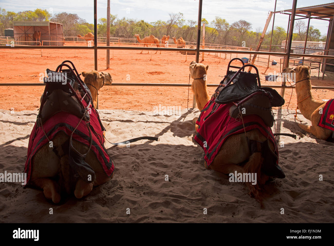 A herd of saddled up camels at the Camel Farm ready to go to Cable