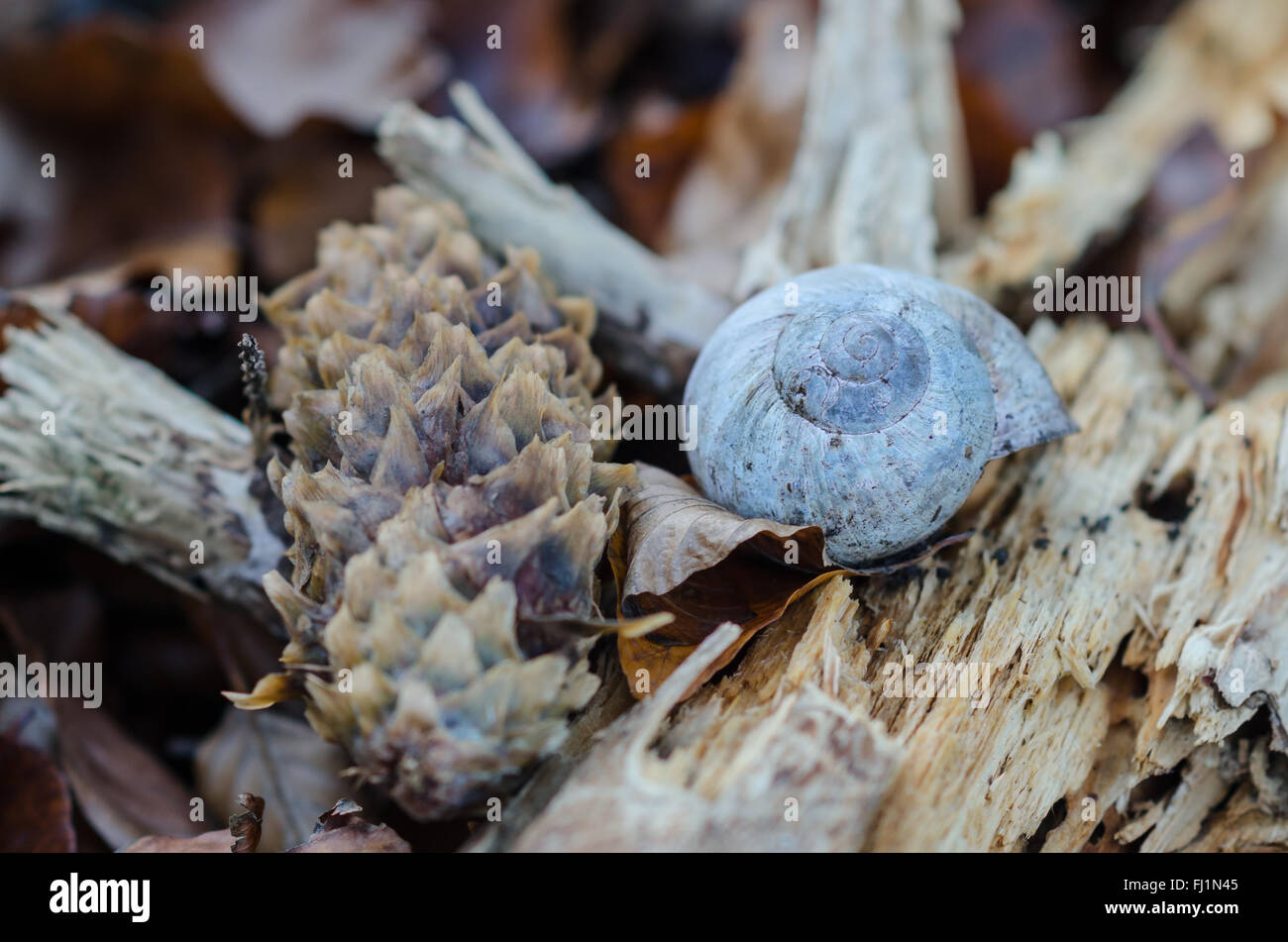 Potpourri on wood floor with snail shell, cone and rotten wood Stock Photo