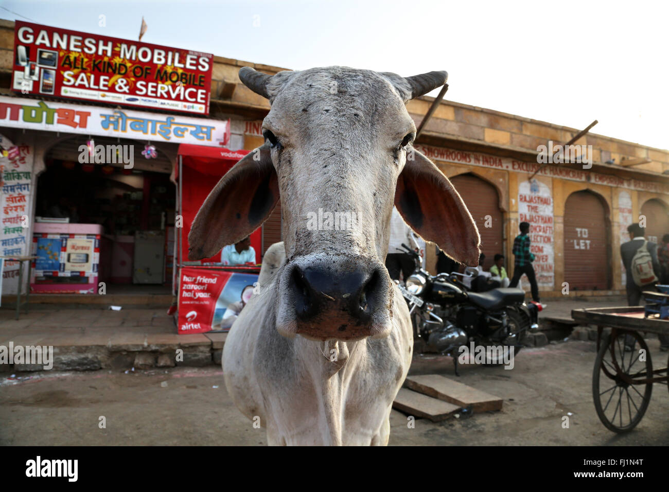 Holy cow in Jaisalmer , India Stock Photo