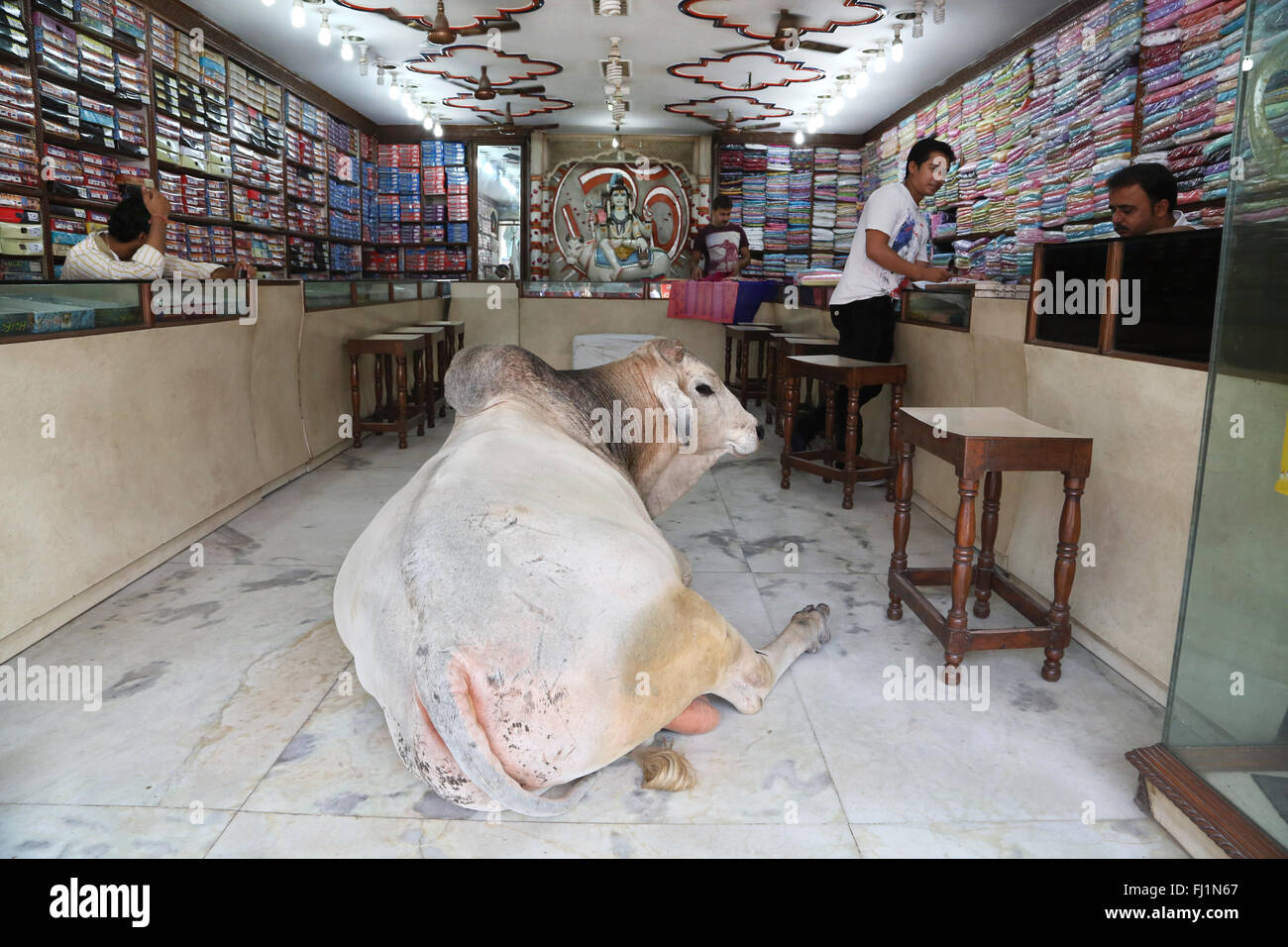 A huge bull lays inside a Silk shop in Varanasi , India - totally unusual outstanding scene - Incredible India ! Stock Photo