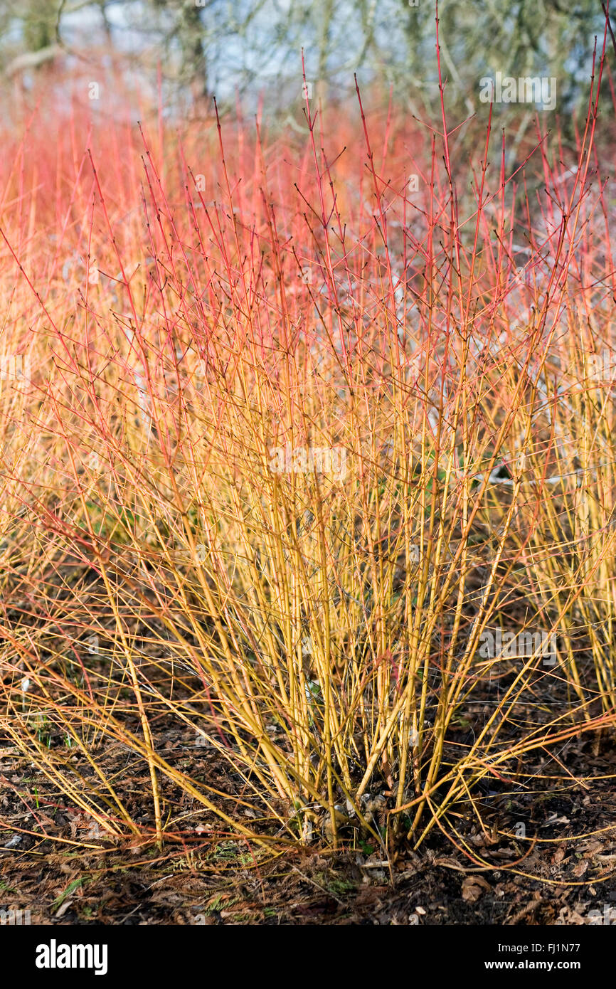 Winter stems of Cornus sanguinea 'Midwinter Fire'. Stock Photo