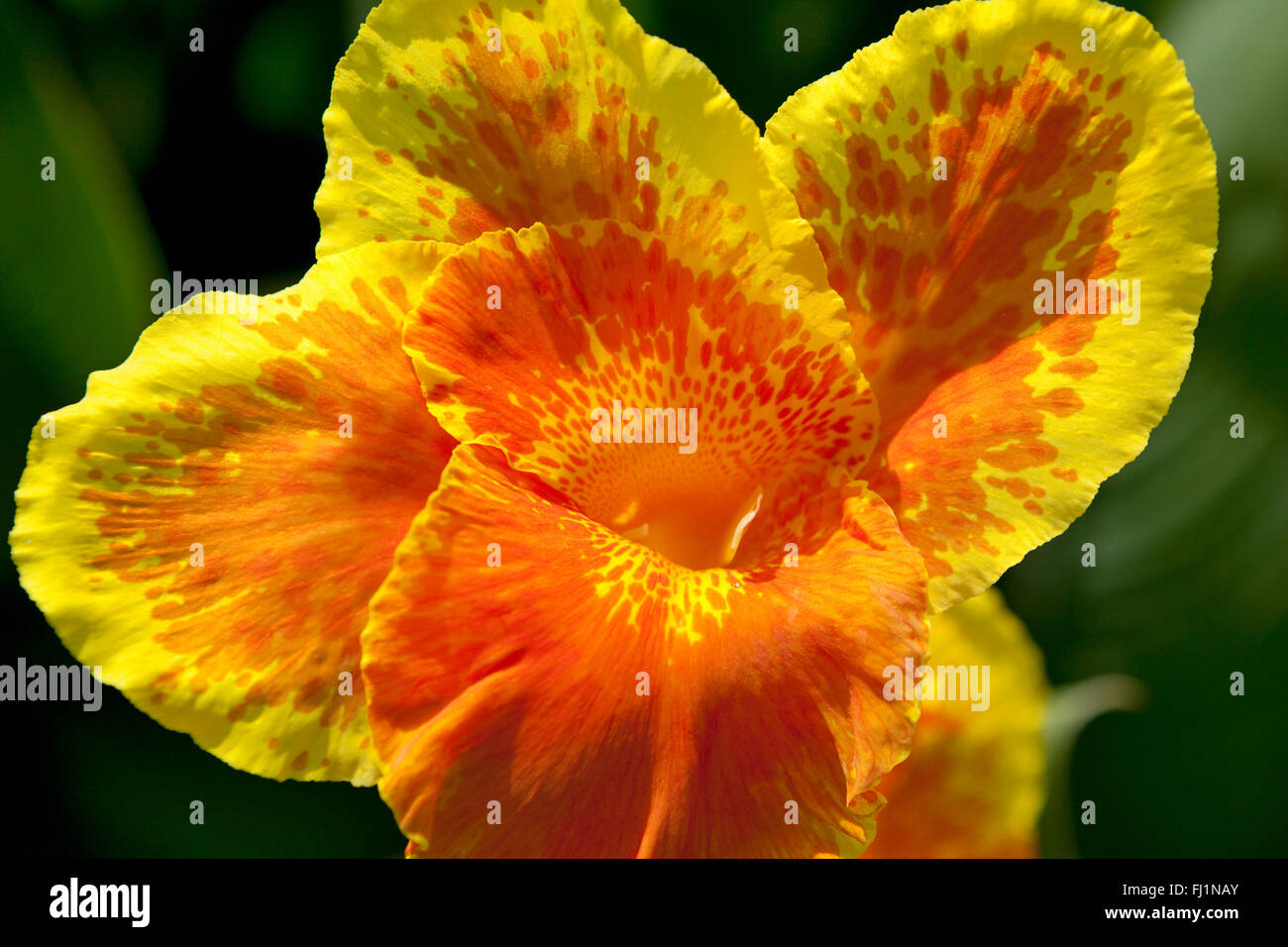 Canna flower close up Stock Photo