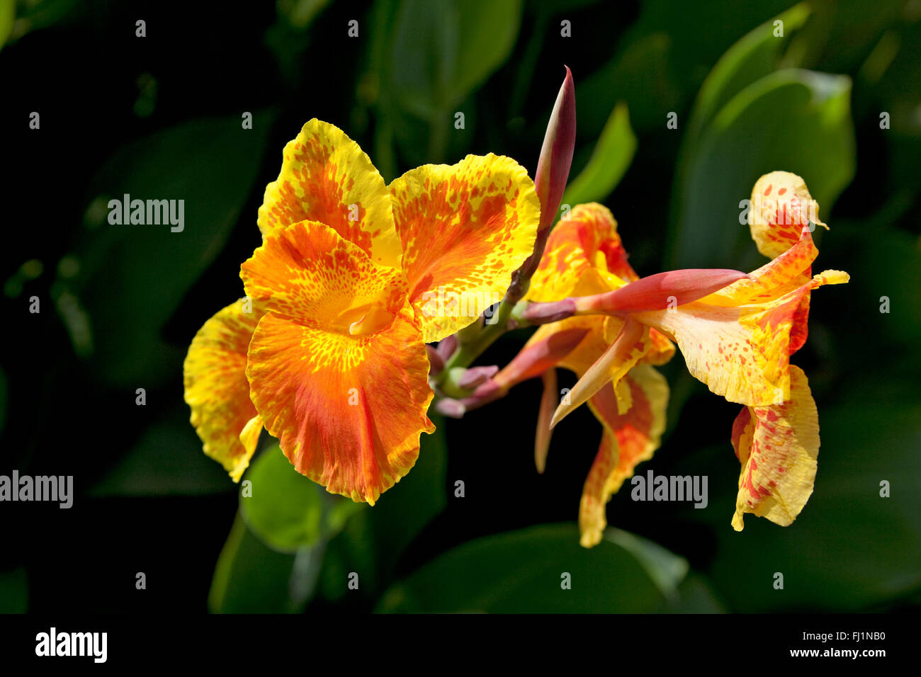 Canna flower Stock Photo