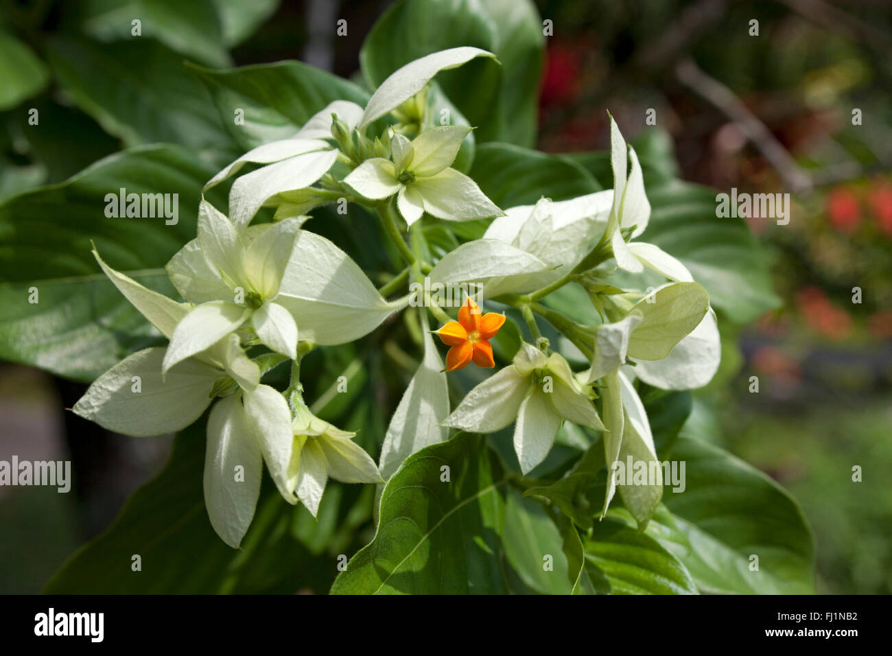 Mussaenda philippica, Buddha's Lamp, Bangkok rose outdoors Stock Photo