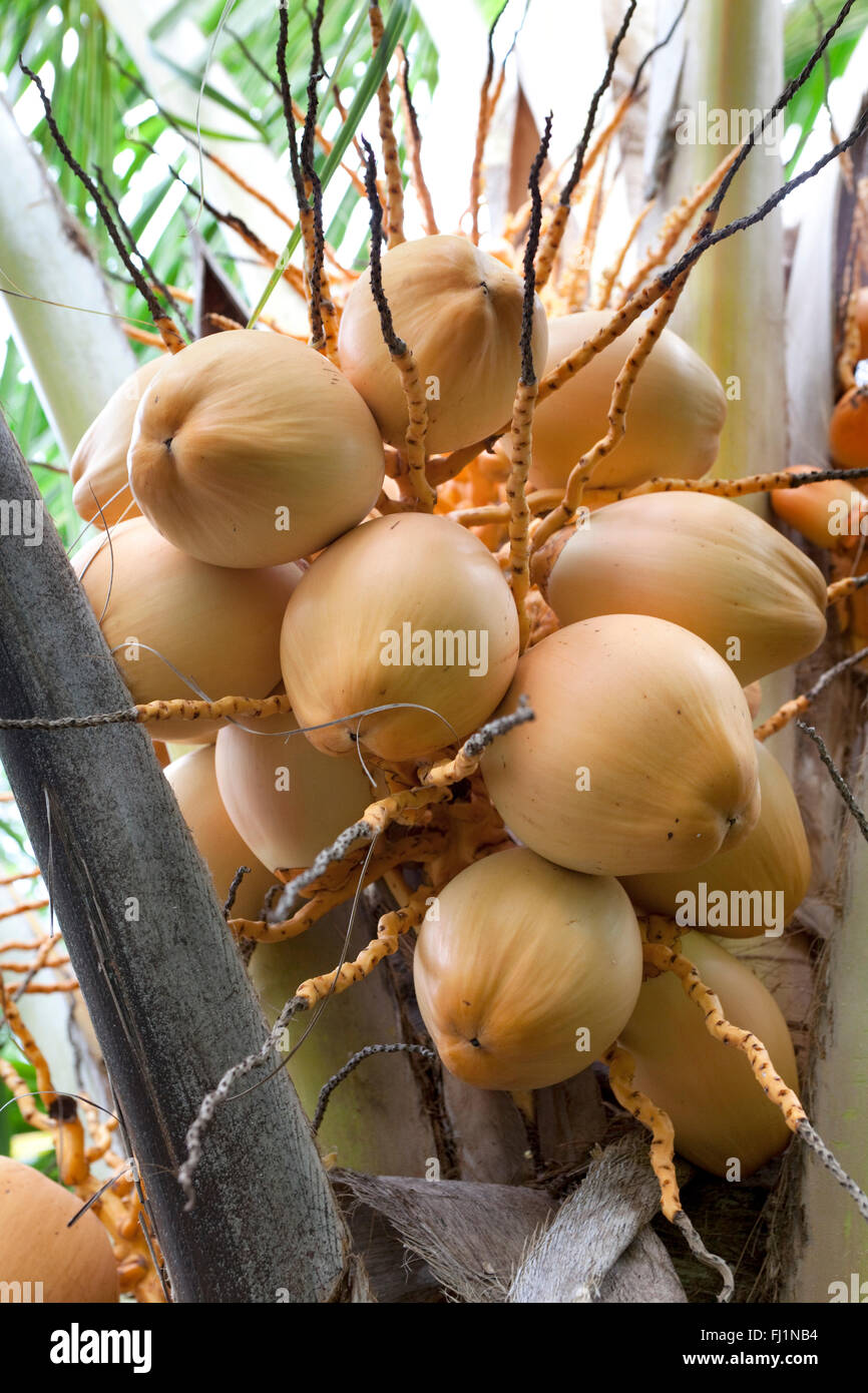 Coconut tree fruit hires stock photography and images Alamy
