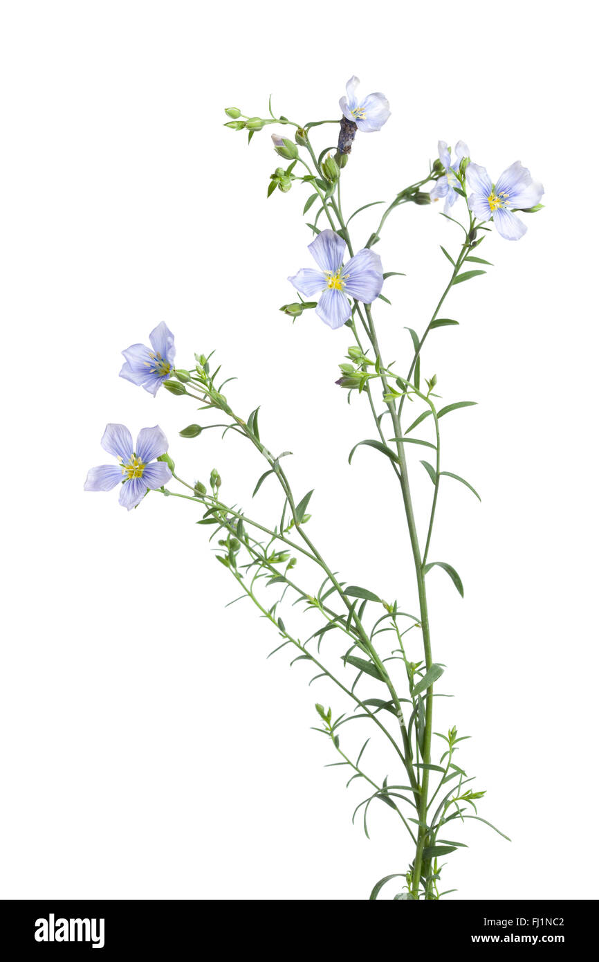 Twig of fresh blue flowering flax with buds on white background Stock Photo