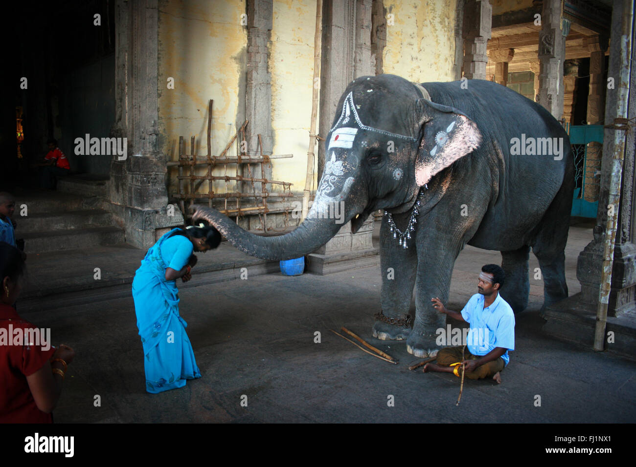 An holy elephant gives blessing to the visitors in Sri Meenakshi Temple, Madurai Stock Photo