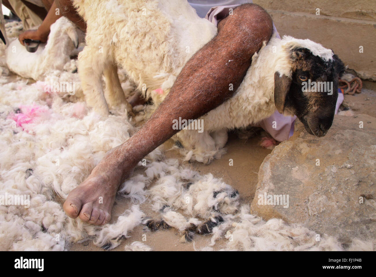 Sheep shearing, Bhuj, Gujarat Stock Photo