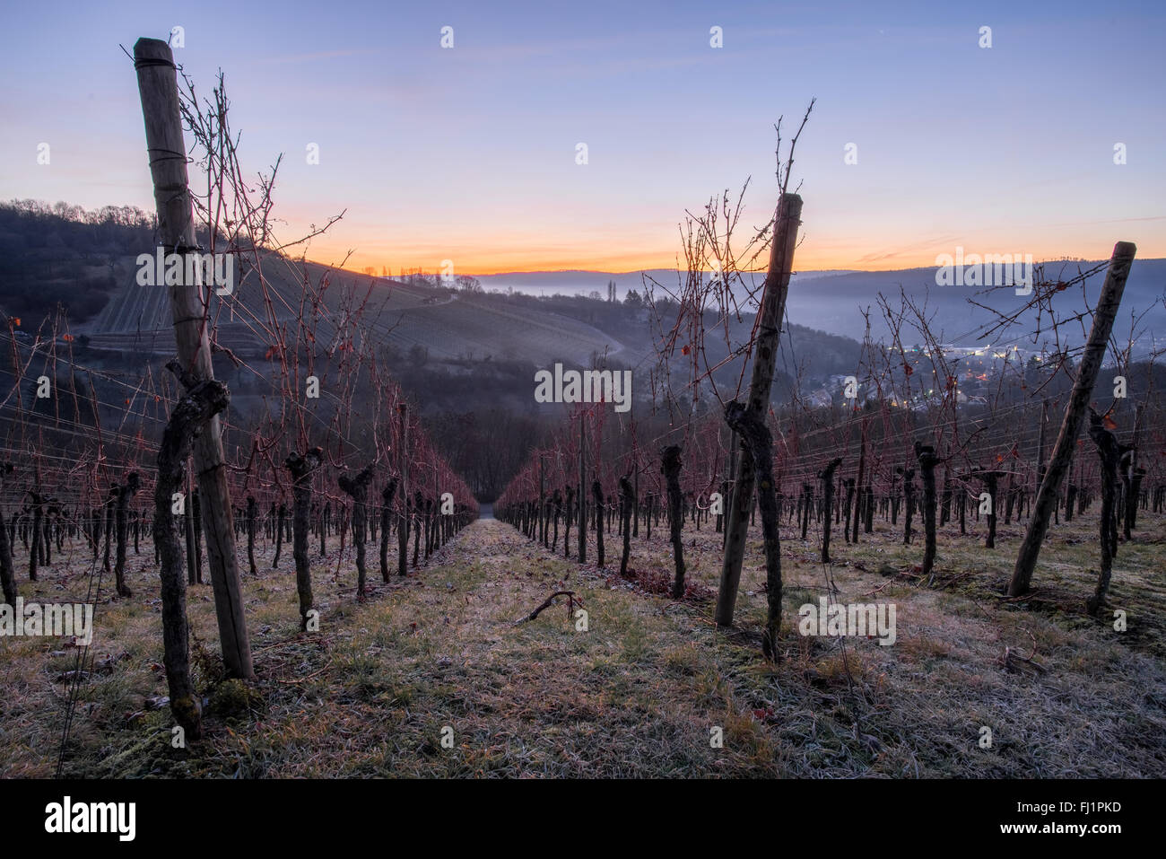 Vineyard with vines in the blue hour of the morning Stock Photo Alamy