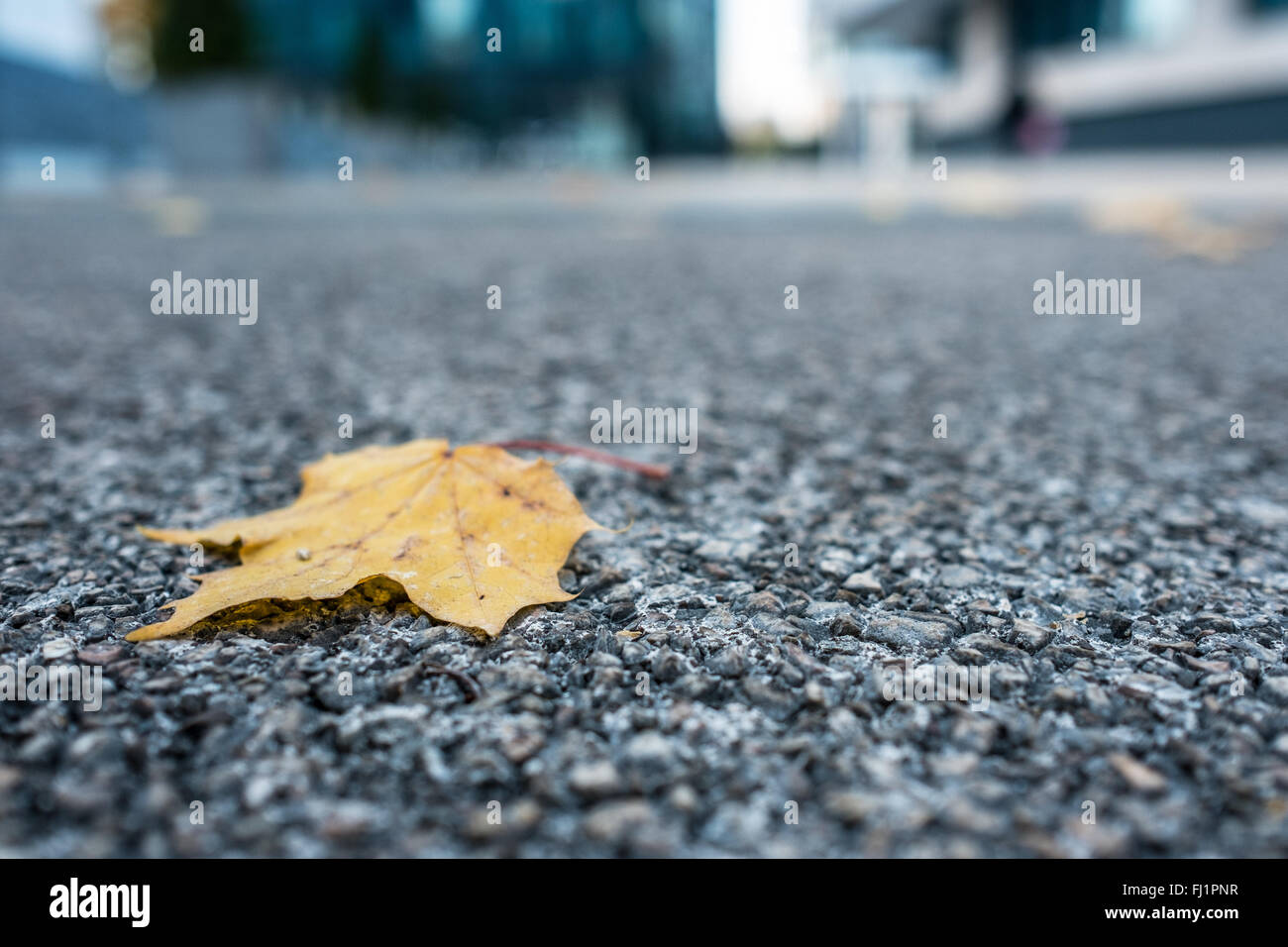 Yellow leaf of a maple tree on the blacktop with blurred background ...