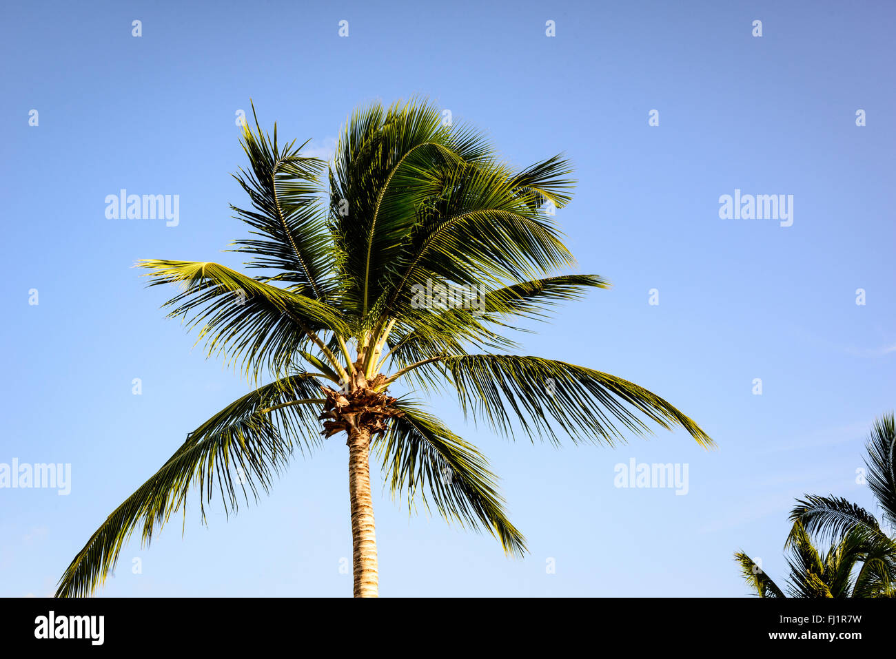 Palm Tree, Antigua Village, Dickenson Bay, Antigua Stock Photo
