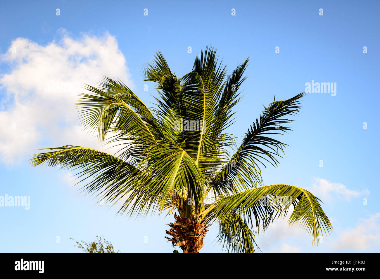 Palm Tree, Antigua Village, Dickenson Bay, Antigua Stock Photo