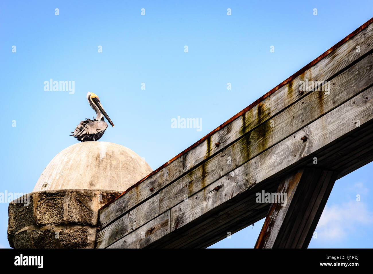Brown Pelican on Sail Loft Pillars, Nelson's Dockyard, English Harbour, Antigua Stock Photo