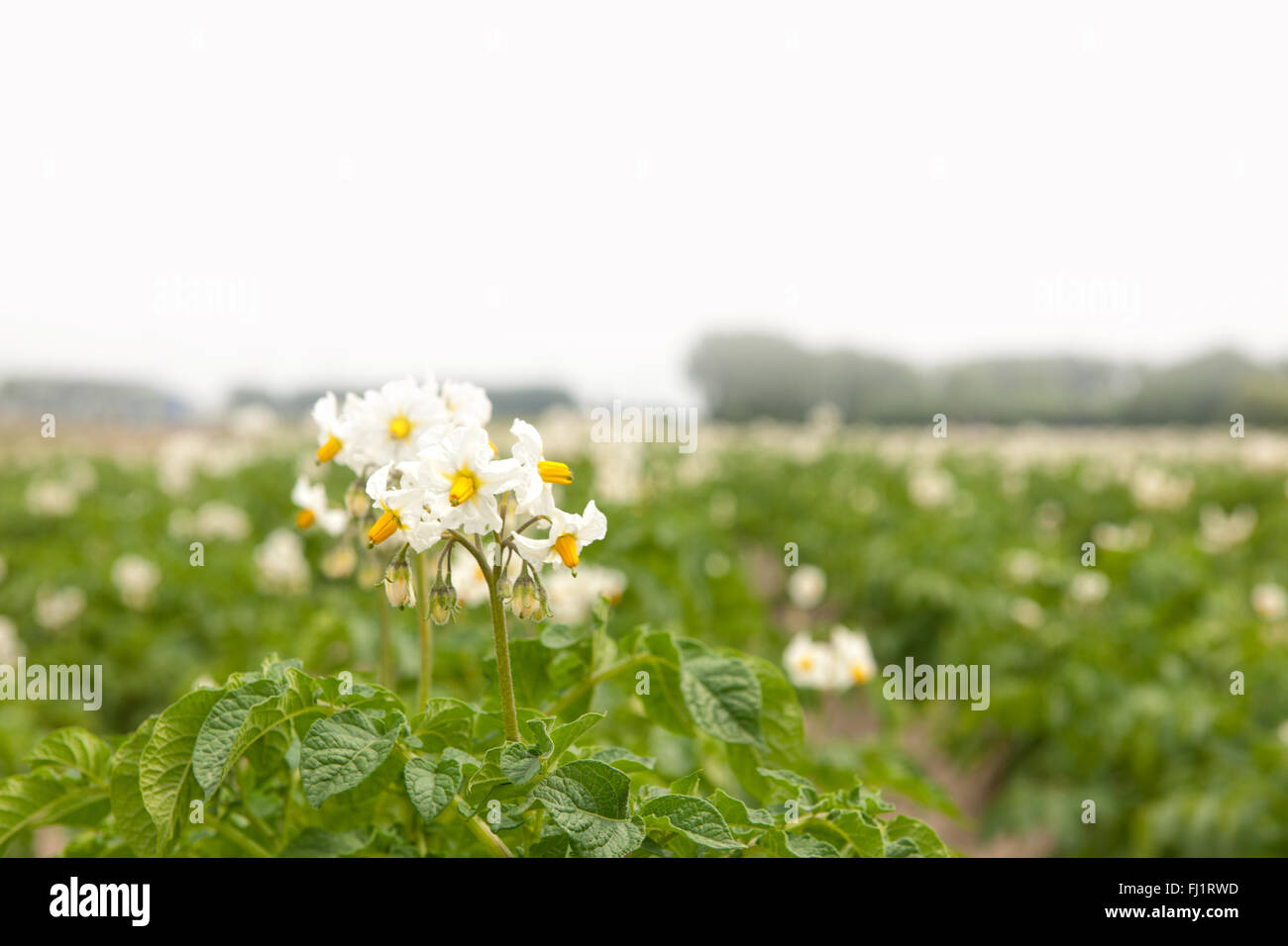 Flowering potato plants in a farm field in southwest Netherlands Stock Photo