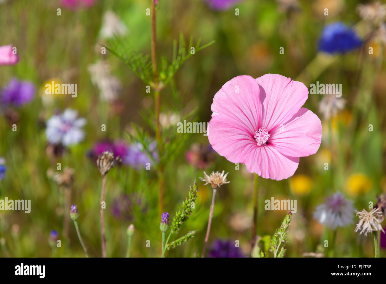 Wildflowers on a meadow in a sunny day. Shot with a selective focus ...