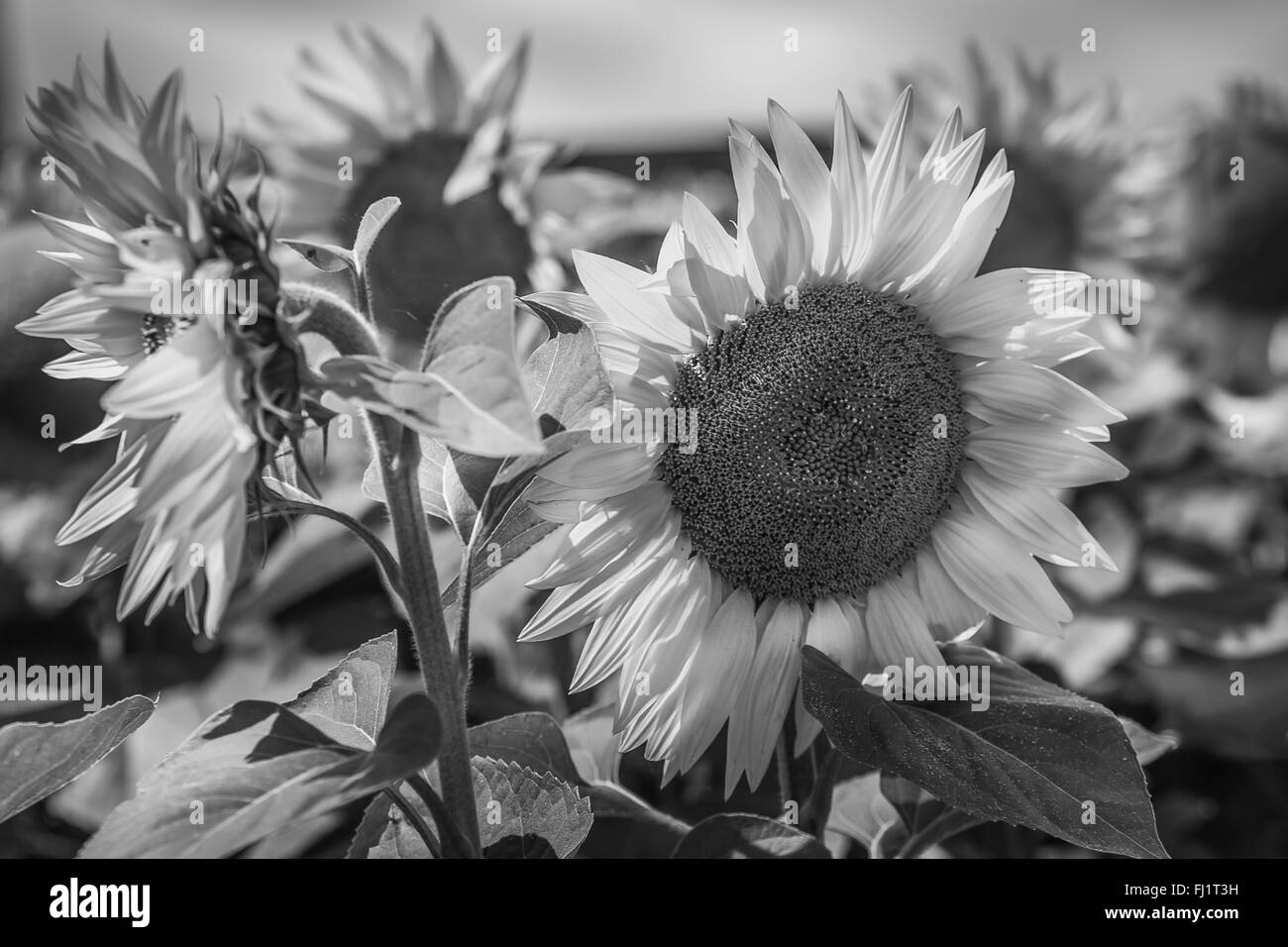 Sunflowers Field view. Black and white shot with a selective focus