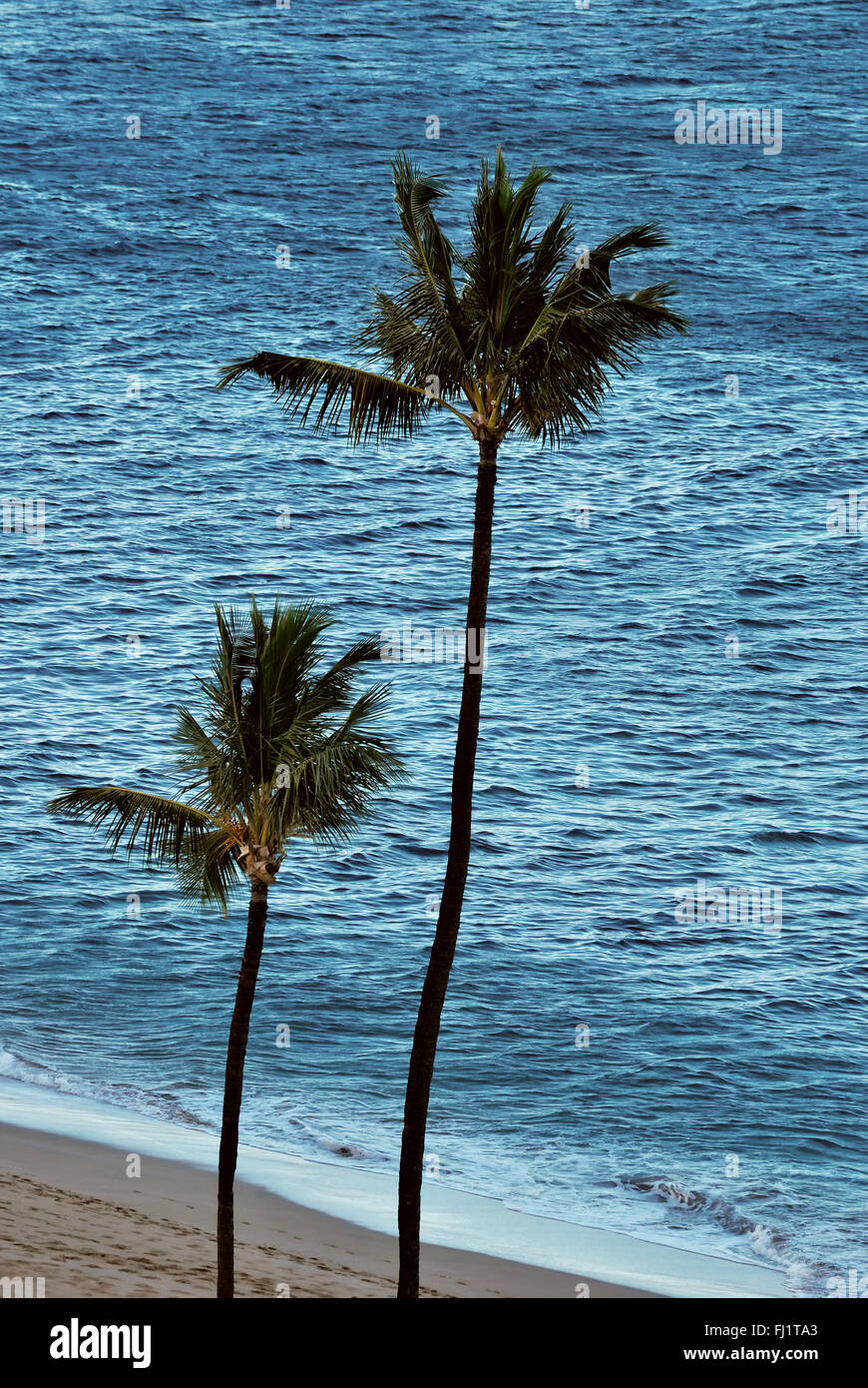 Palm Trees on Kaanapali Beach, Maui, Hawaii Stock Photo Alamy