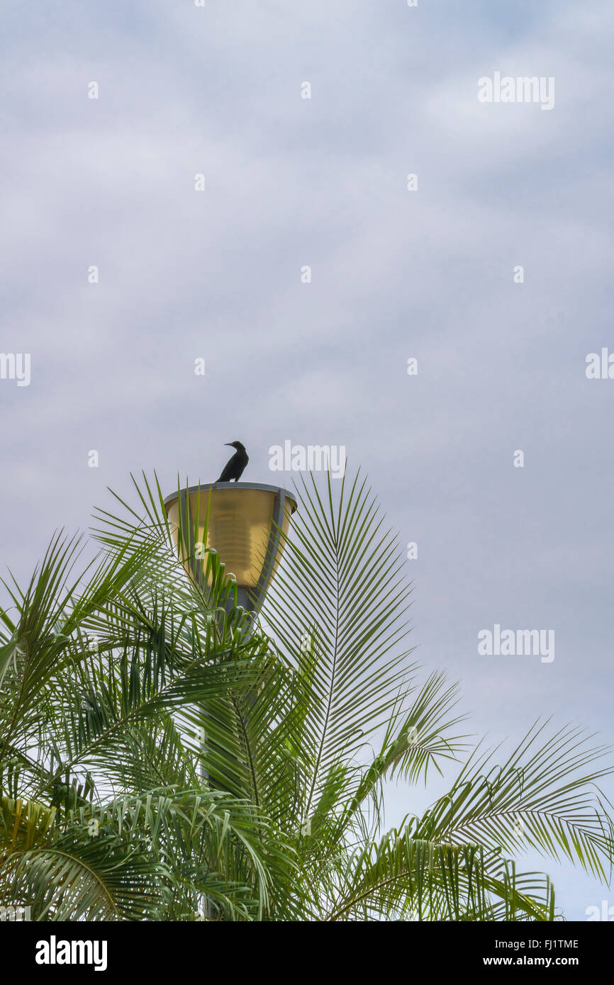 A small black bird sitting on top of a blue barrel photo – Free