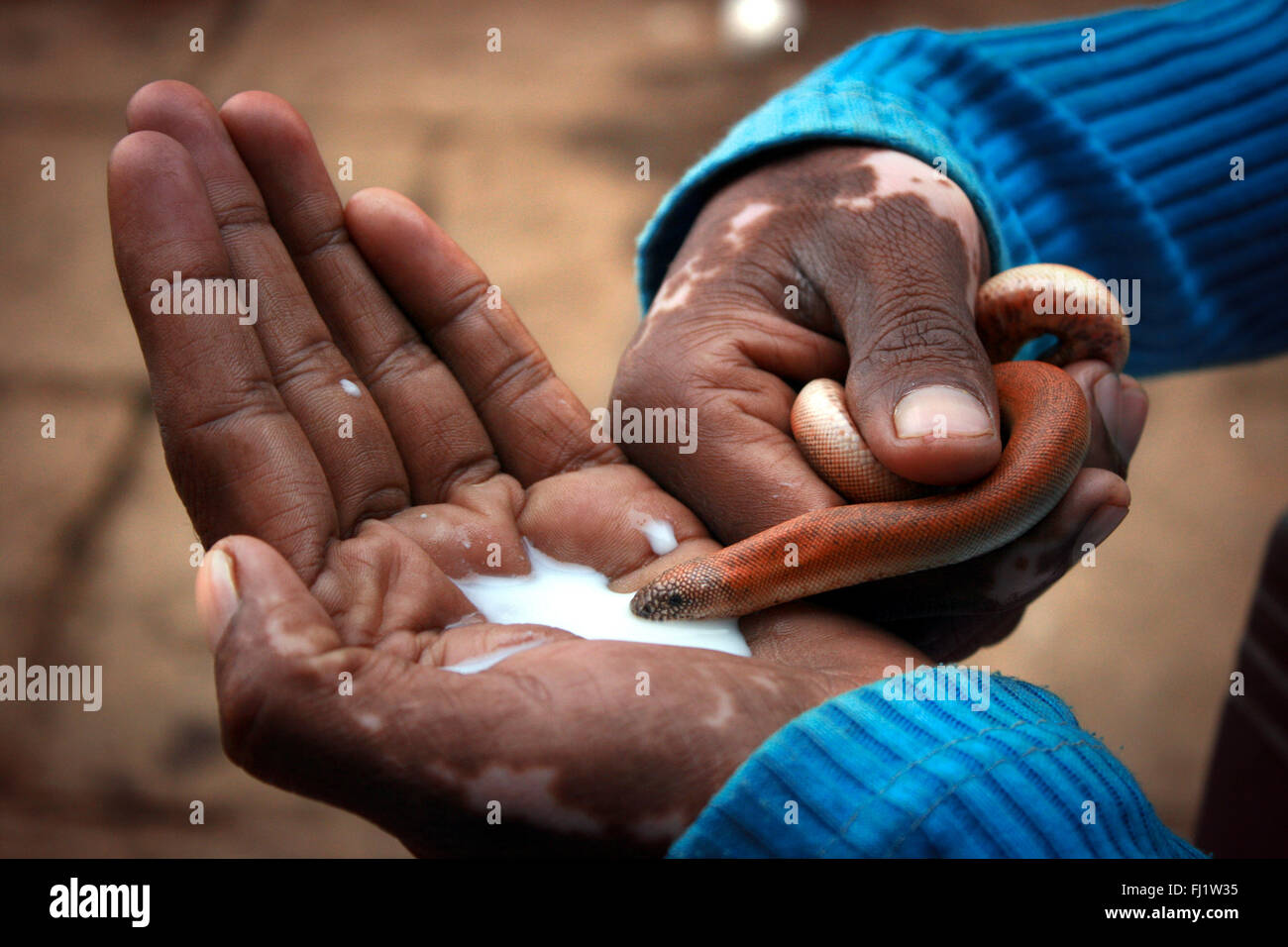 Snake drinking milk in a hand in varanasi, india Stock Photo