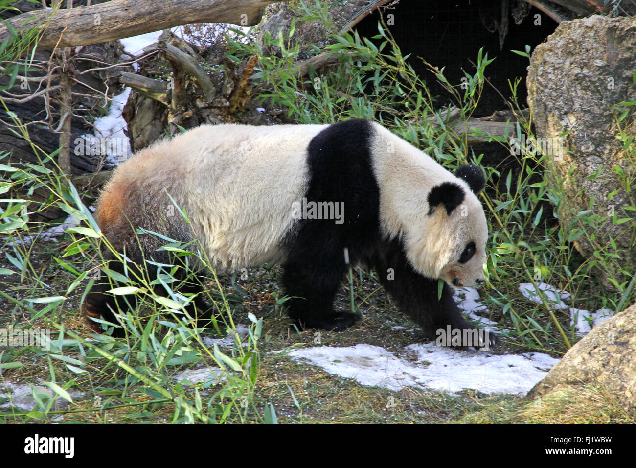Giant Panda Bear Walking In Vienna Zoo Austria Stock Photo Alamy