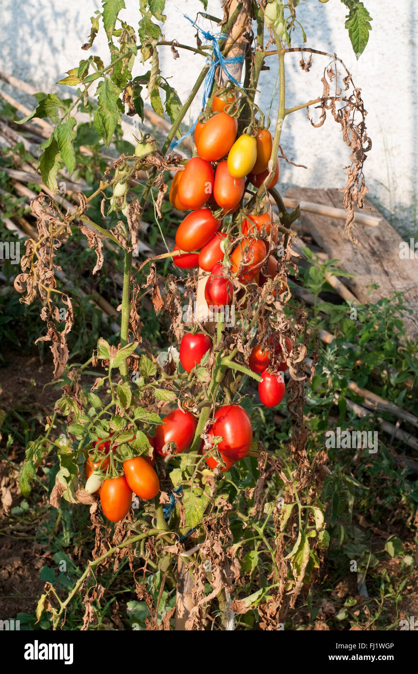 Tomato plants hires stock photography and images Alamy