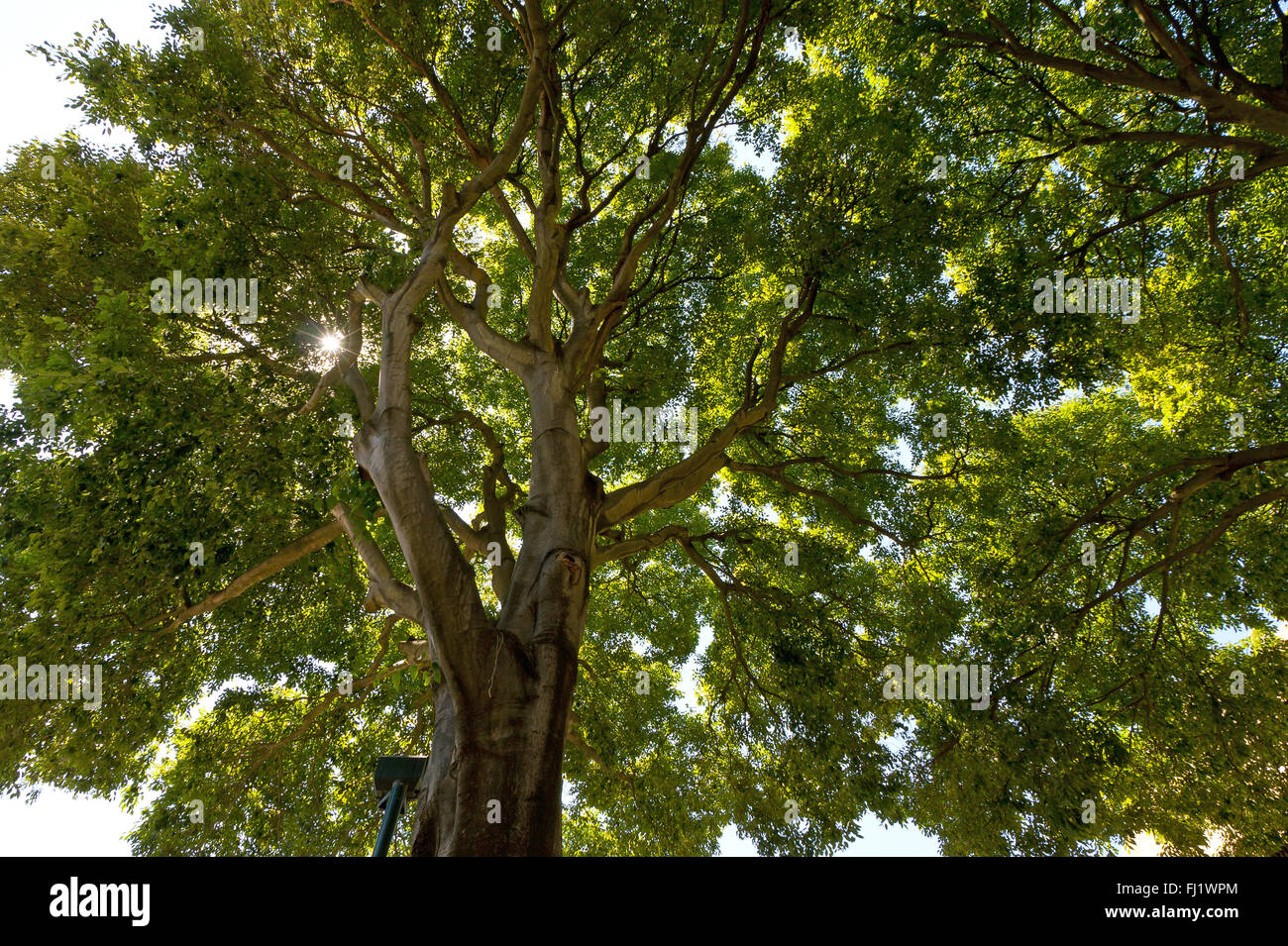 Green forest background in a sunny day Stock Photo - Alamy
