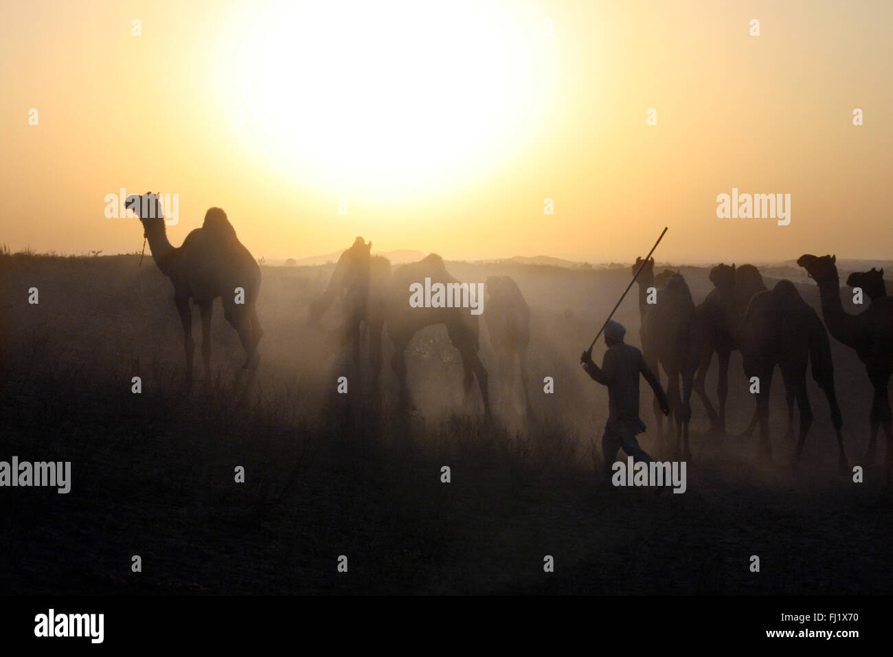 Camel driver running after his camels by sunset during  the Pushkar mela , Rajasthan Stock Photo