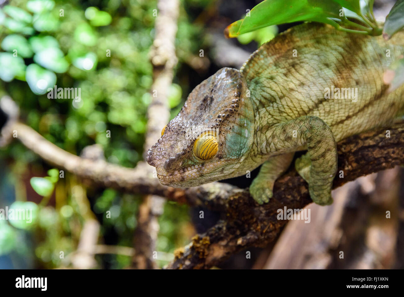 Green Chameleon Lizard On Branch Stock Photo