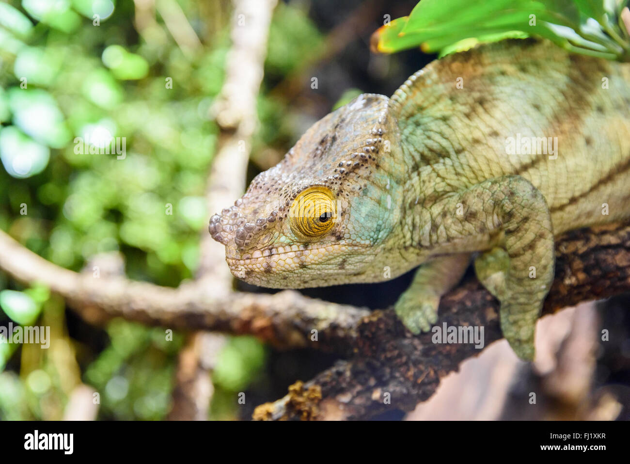 Green Chameleon Lizard On Branch Stock Photo