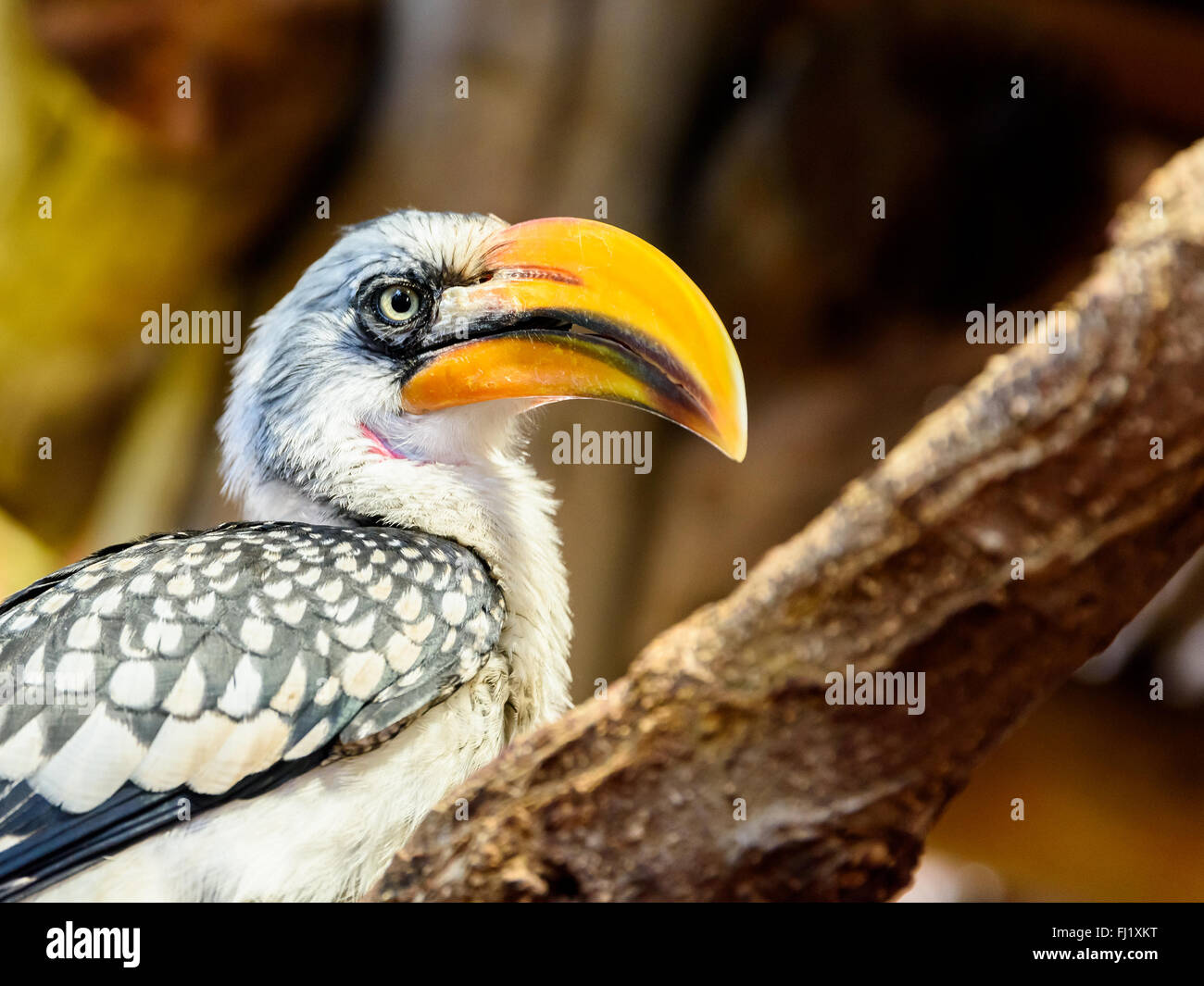 Exotic Jungle Bird With Yellow Beak On Branch Stock Photo
