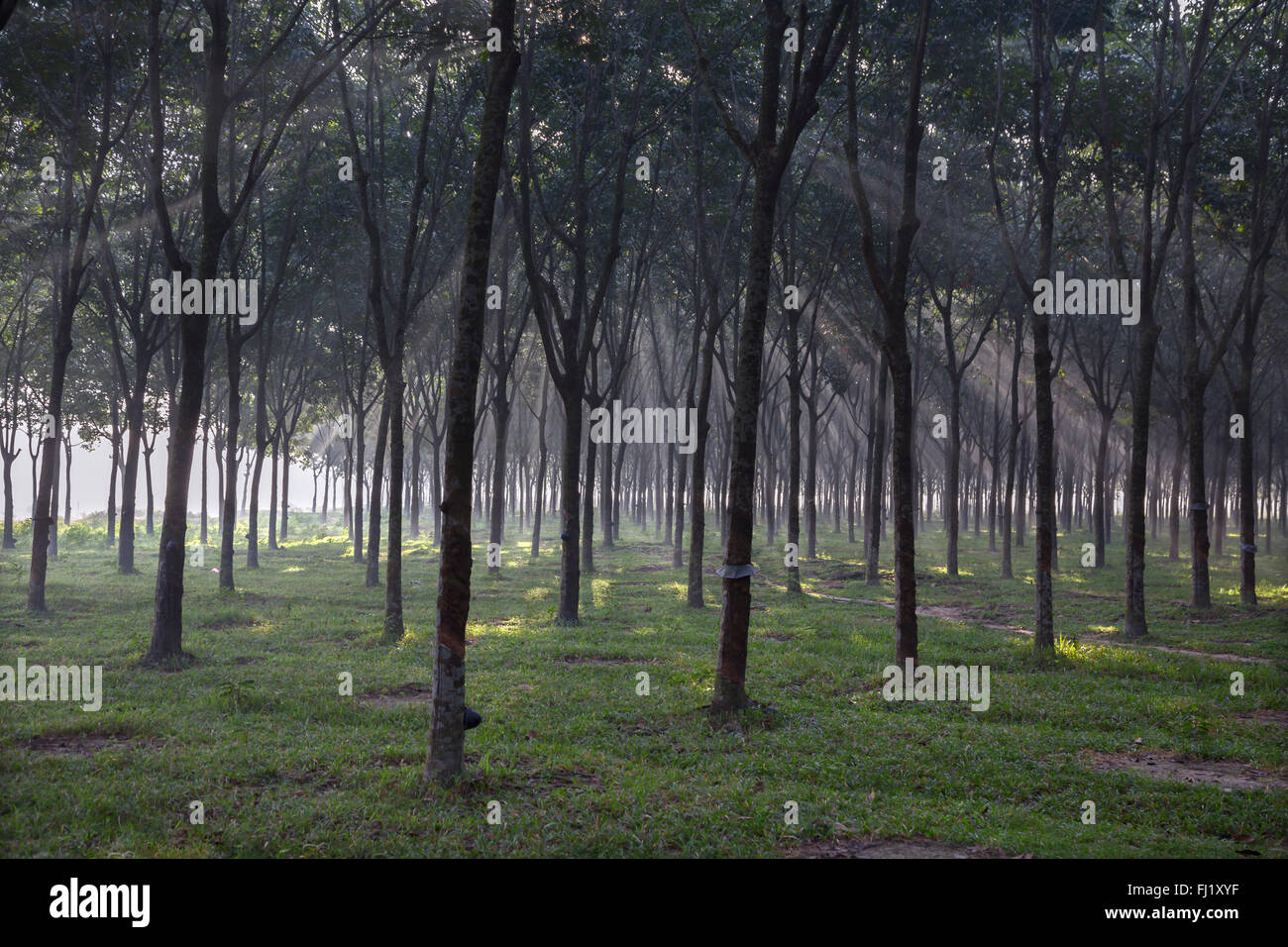 Early morning in the forest near Sreemangal , Bangladesh Stock Photo