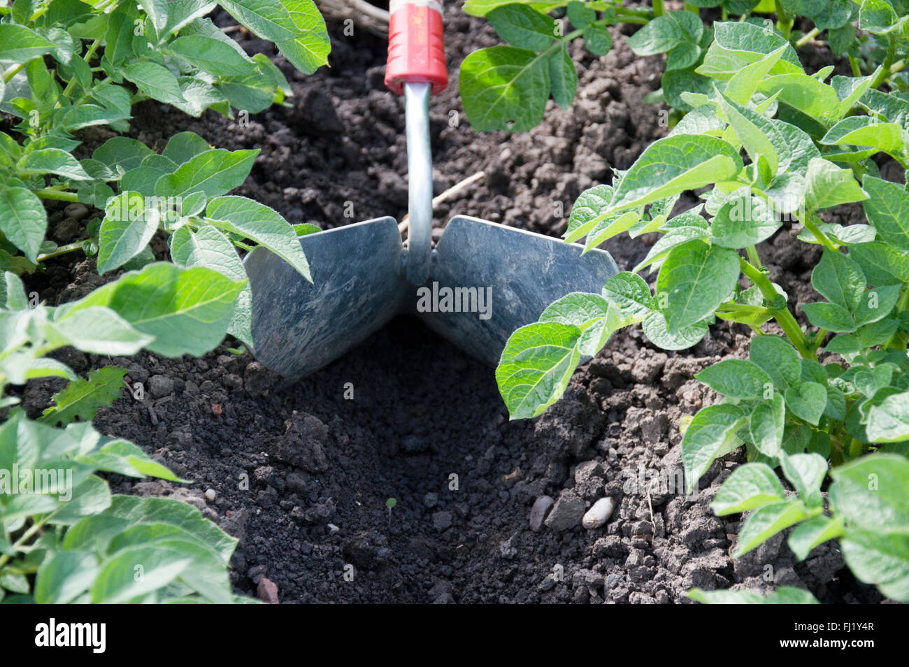 Earthing up hires stock photography and images Alamy