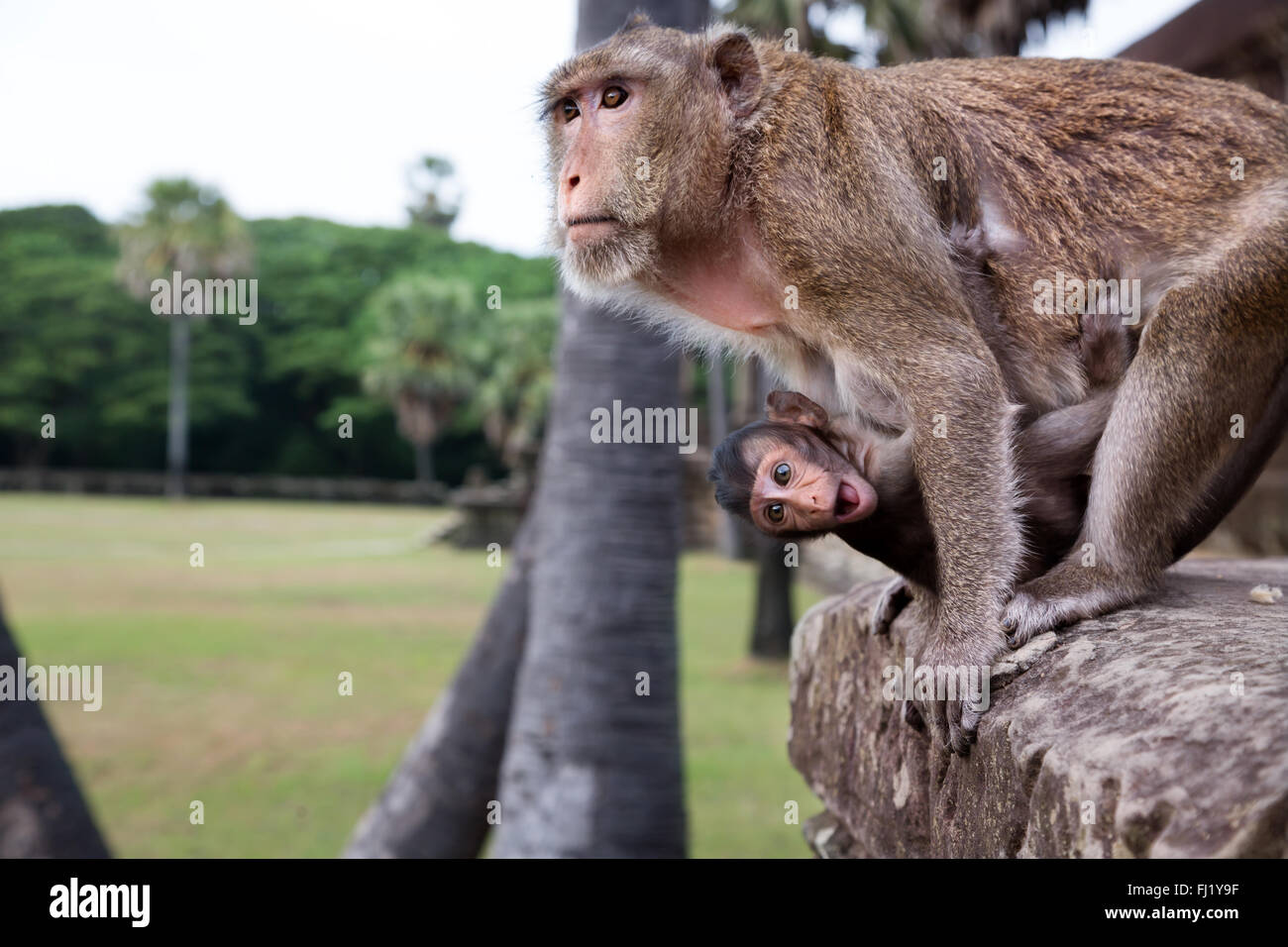 Monkeys in Angkor Vat, Cambodia Stock Photo