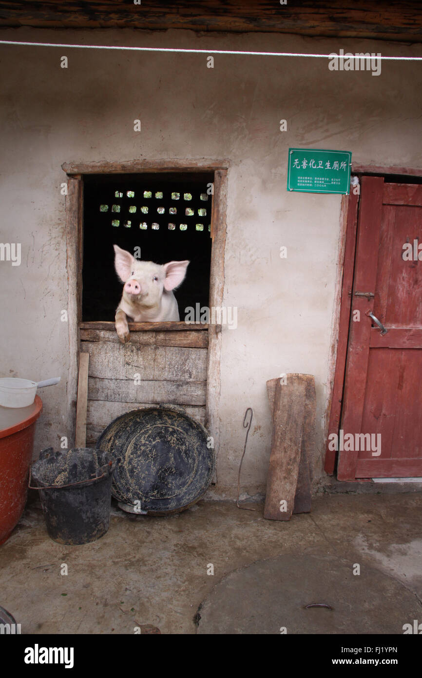Pig in farm in Shiqiao village, Guizhou,  China Stock Photo