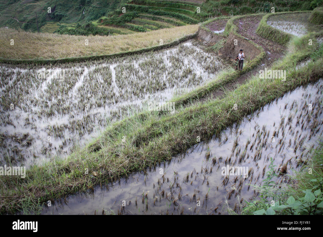Worker in  rice terraces, Yuanyang, Guizhou,  China Stock Photo
