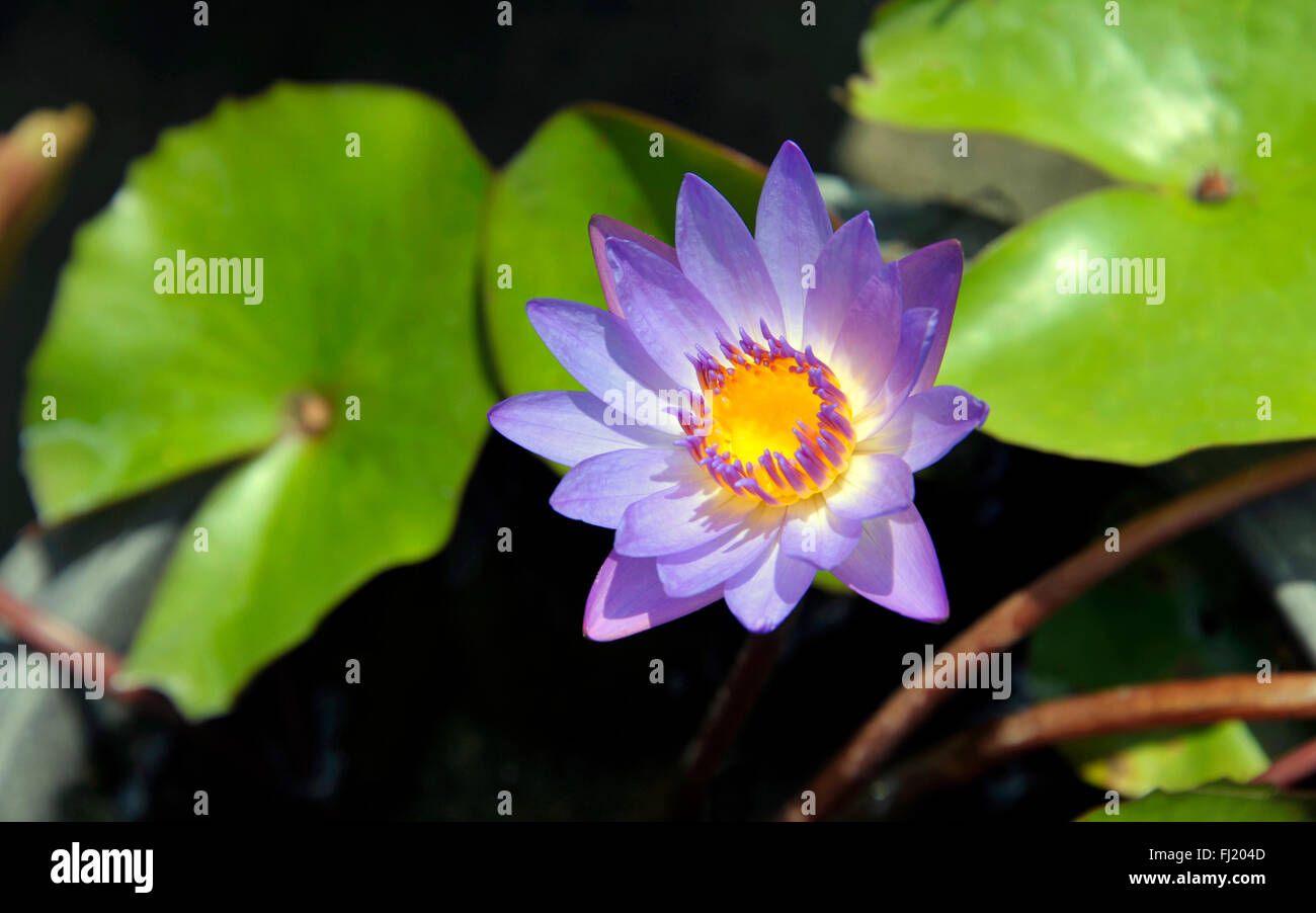 Purple And Yellow Tropical Water Lily In Flower Stock Photo Alamy