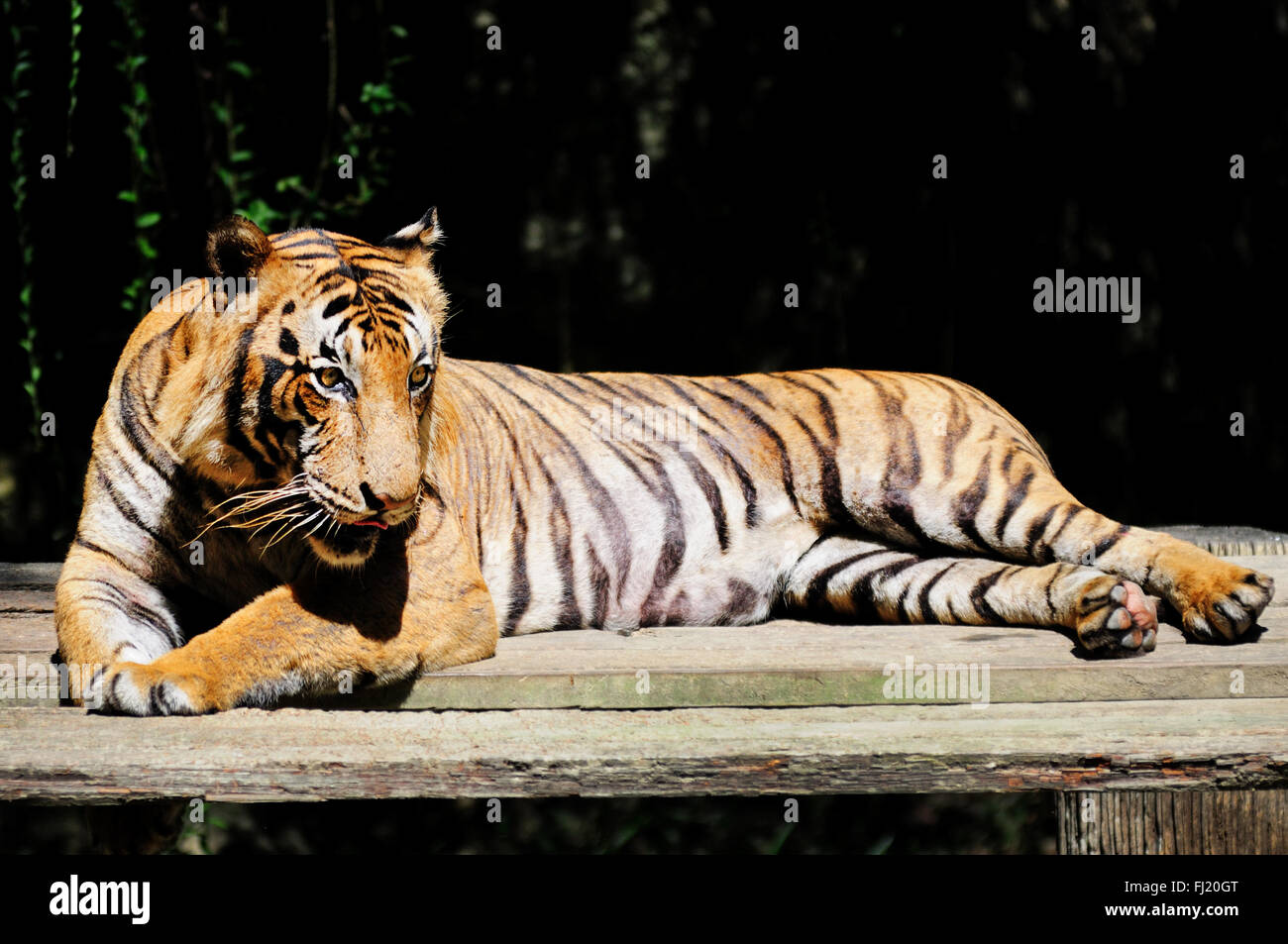 Malayan tiger - Panthera tigris jacksoni Stock Photo