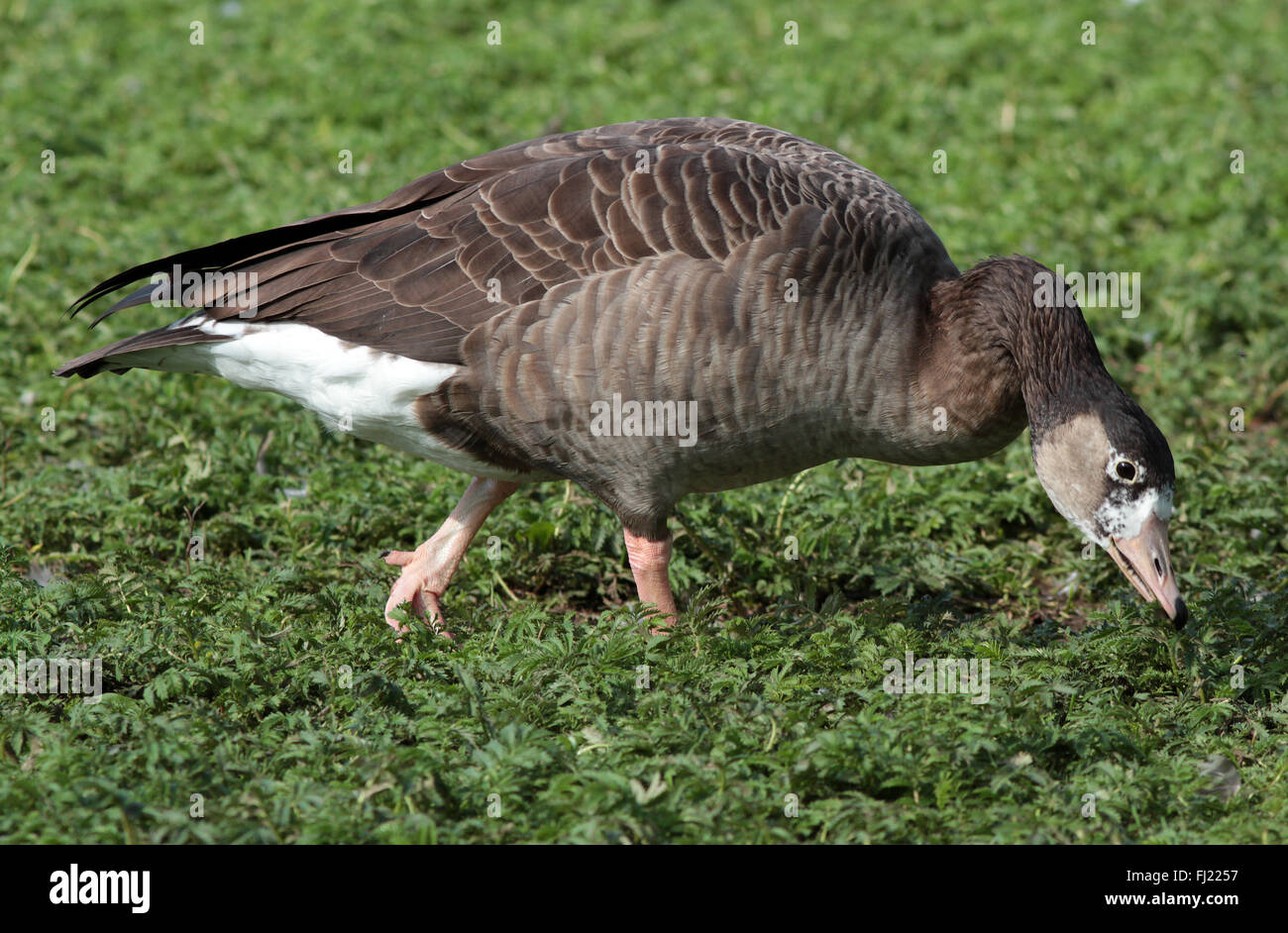 Hybrid Greylag Goose x Canada Goose Stock Photo 97161267 Alamy