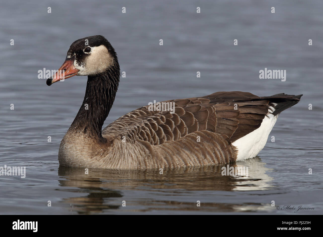 Hybrid goose hi-res stock photography and images - Alamy