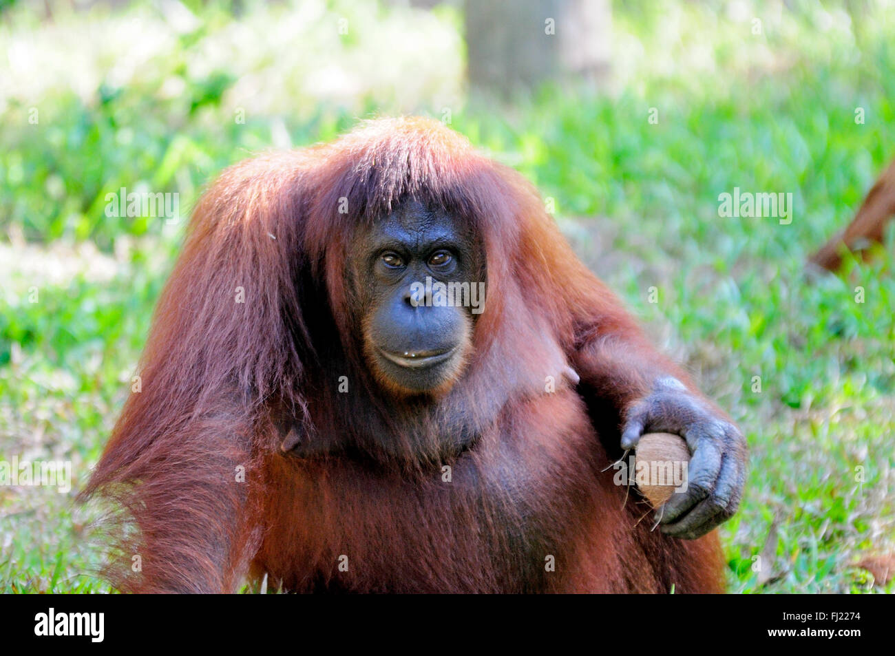 Orangutan in Sabah Borneo, Malaysia. Stock Photo