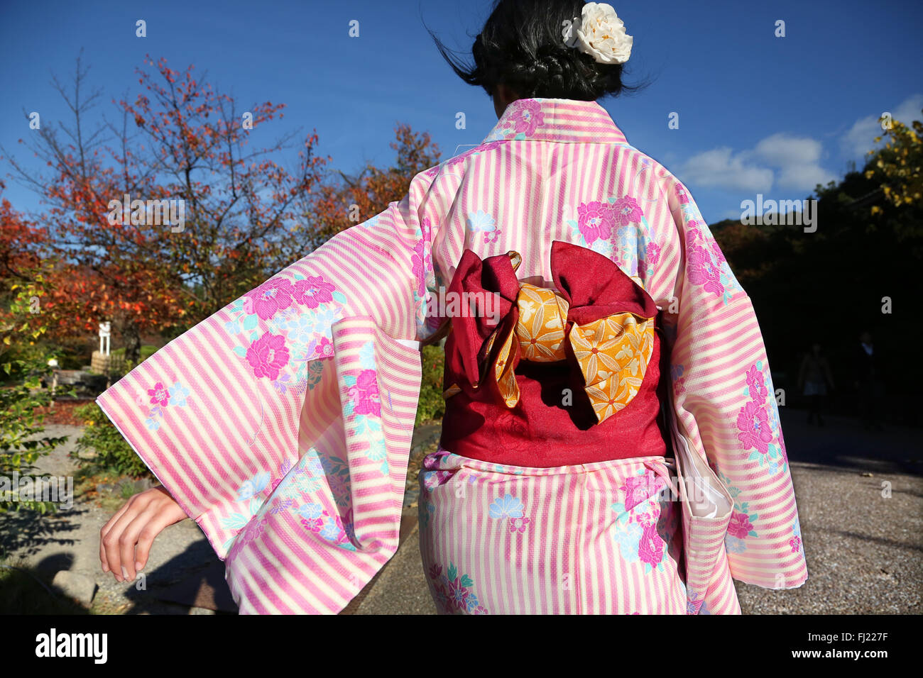 A Japanese woman with traditional kimono woman is walking in Maruyama Park in Kyoto Stock Photo