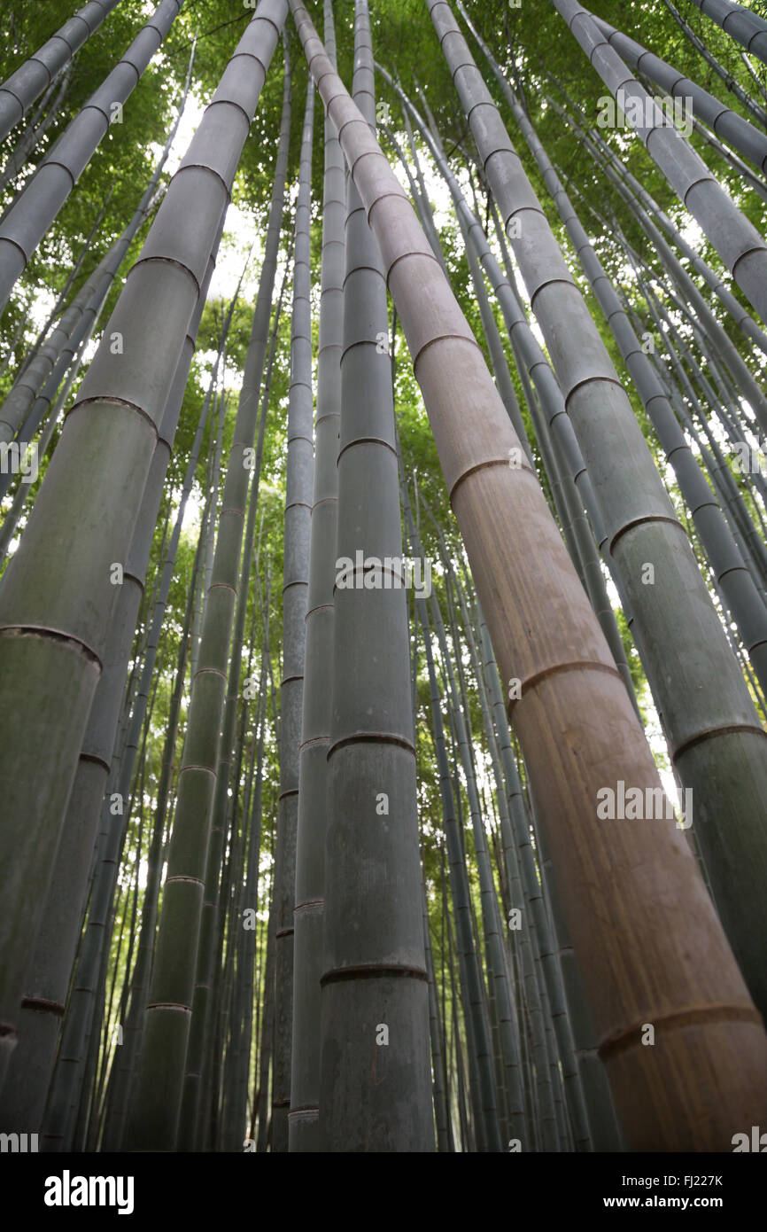 Sagano Bamboo Forest is located in Arashiyama, a district on the west outskirts of Kyoto. It's one of the most amazing natural sites in Japan. Stock Photo