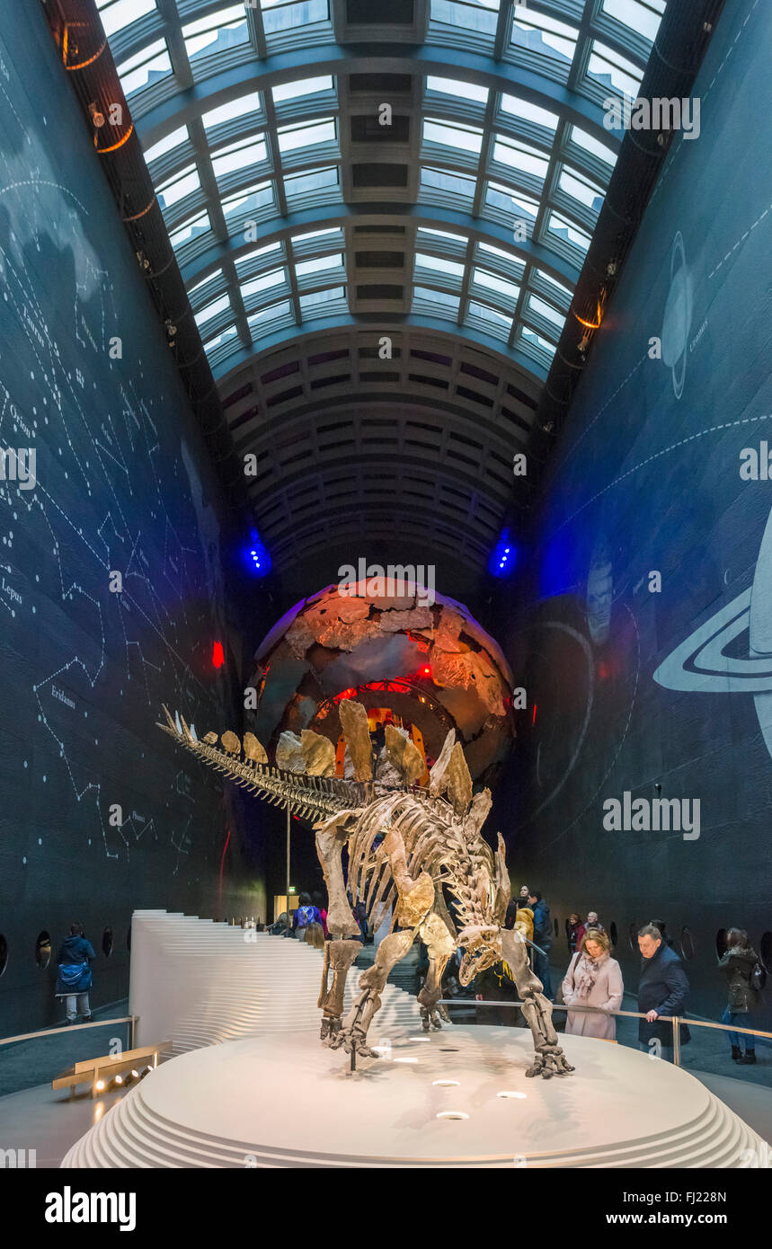 Stegosaurus fossil skeleton in the Earth Hall at  Exhibition Road entrance, Natural History Museum, South Kensington, London, UK Stock Photo