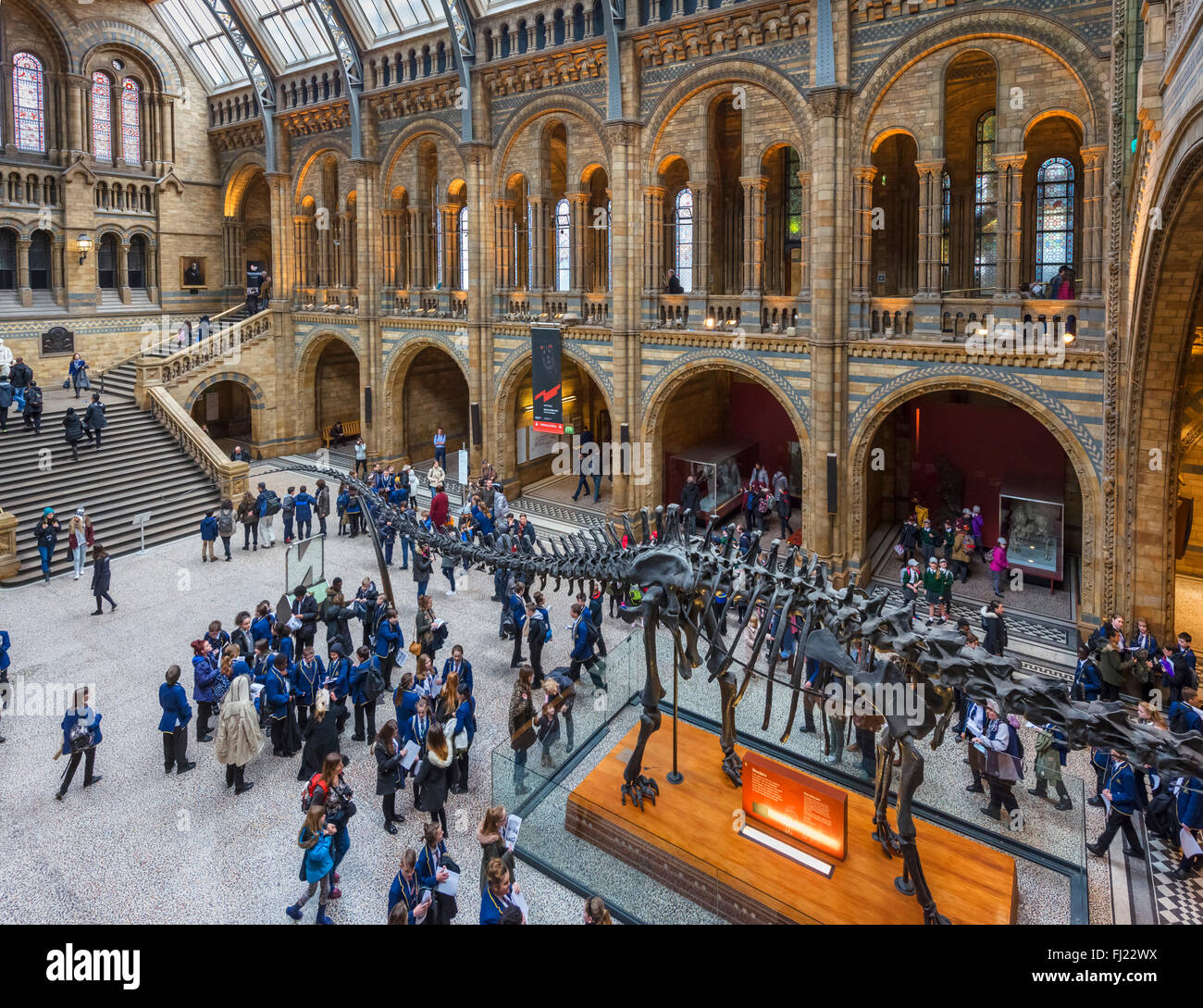 Hintze Hall with 'Dippy' the Diplodocus, a fossil skeleton cast, Natural History Museum, South Kensington, London, England, UK Stock Photo